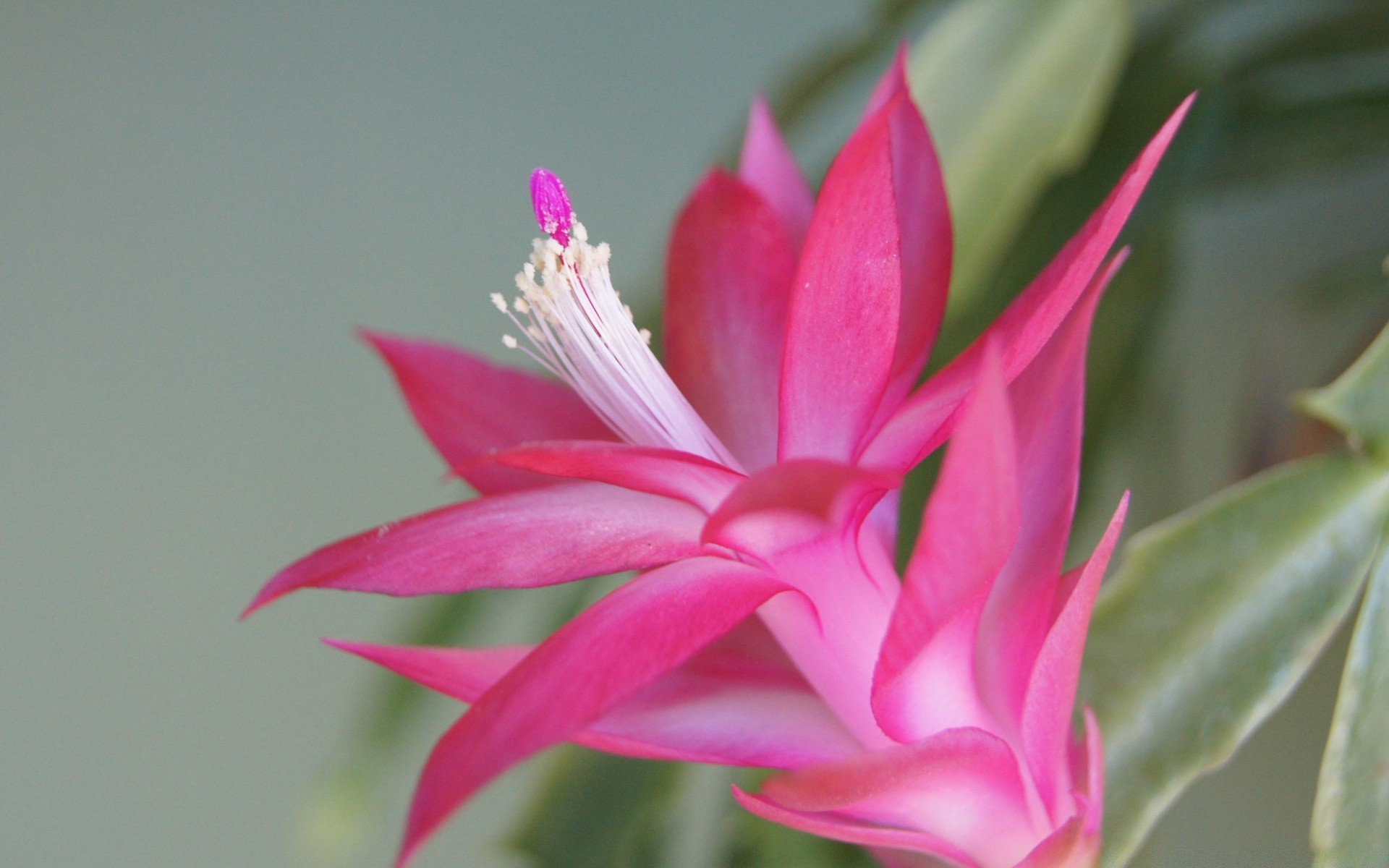 flowers flower flora nature leaf garden summer floral beautiful blooming tropical color exotic petal growth