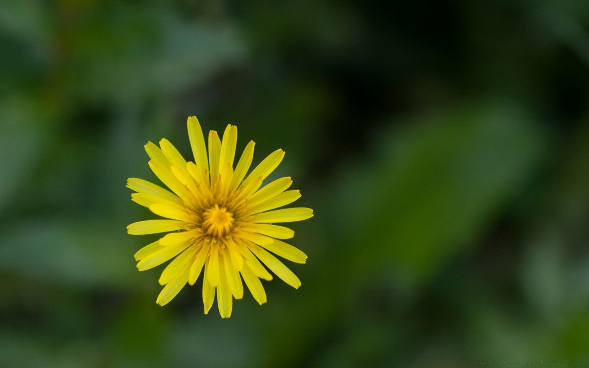 flowers nature flower summer bright blur leaf outdoors flora growth grass garden