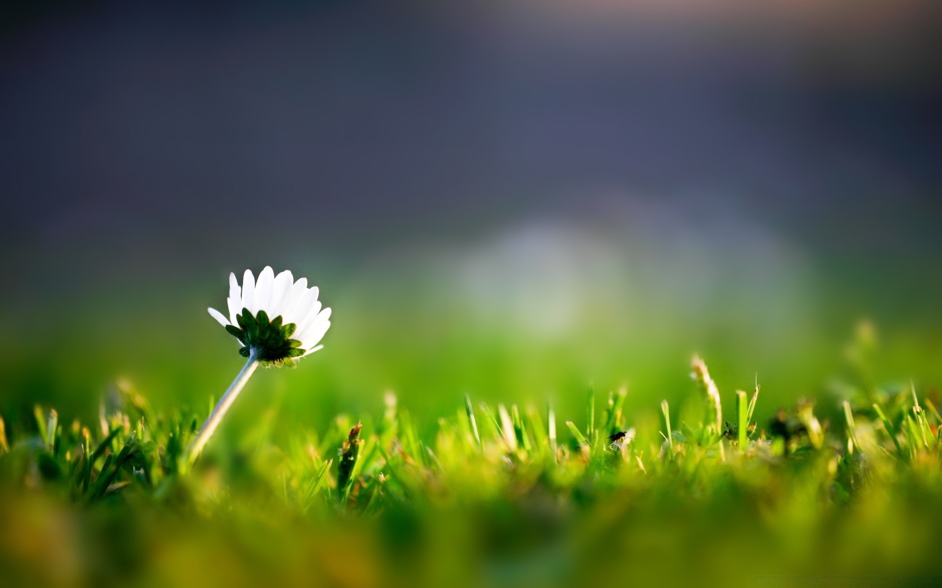 çiçekler çimen güneş doğa büyüme alan yaz kırsal güzel hava yaprak saman bulanıklık çiçek şafak açık havada flora