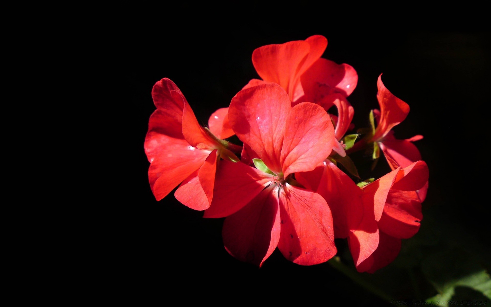 flores flor flora naturaleza hoja pétalo jardín color bluming hermoso brillante floral verano