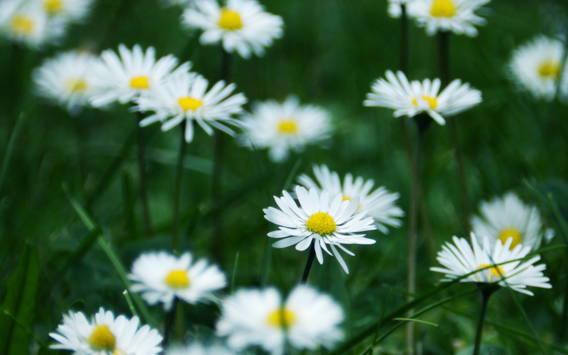 kwiaty natura kwiat lato flora pole ogród stokrotki trawa sianokosy jasny liść płatek dobra pogoda wzrost kolor kwiatowy słońce bluming sezon