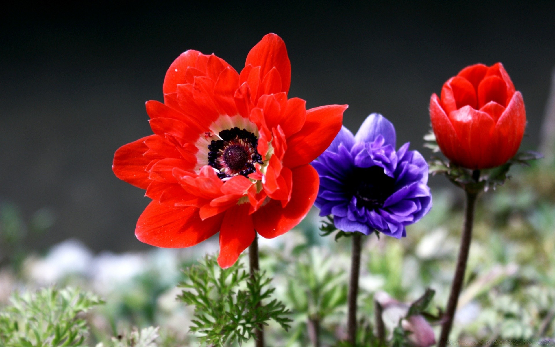 kwiaty kwiat natura flora ogród płatek lato bluming liść kolor kwiatowy zbliżenie jasny wzrost pole