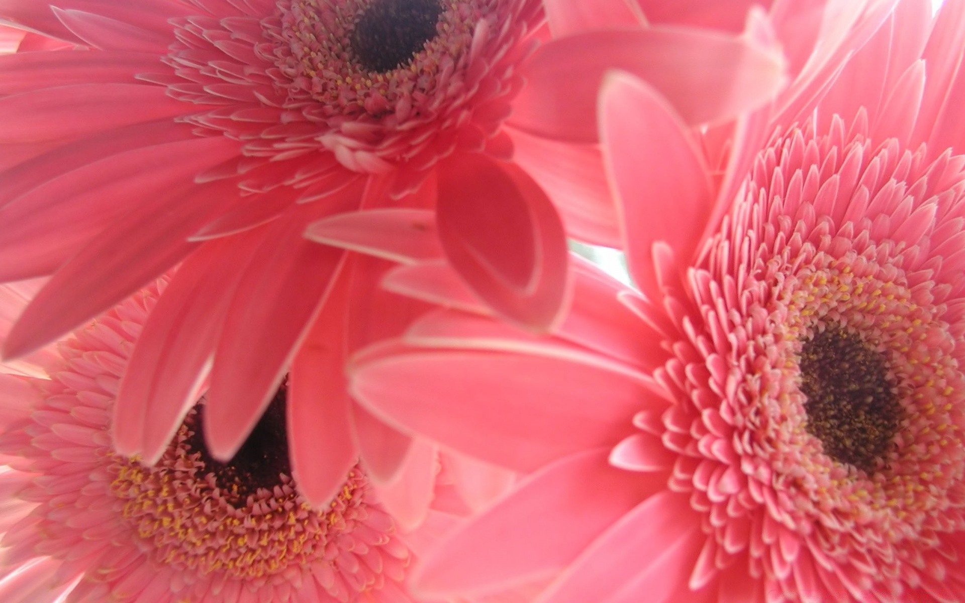 fiori fiore natura flora vivid petalo estate bella close-up bella gerbera bloom colore polline singolo floreale crescita