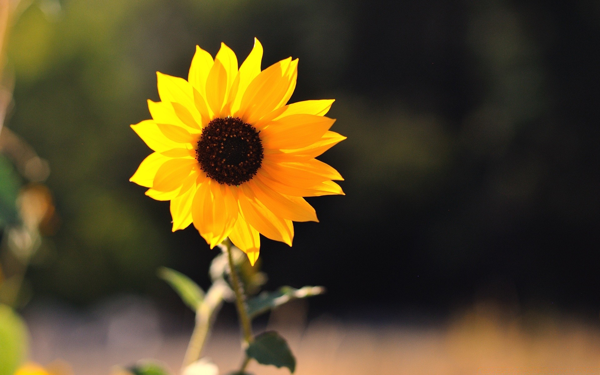 flowers nature flower leaf flora summer growth outdoors bright garden