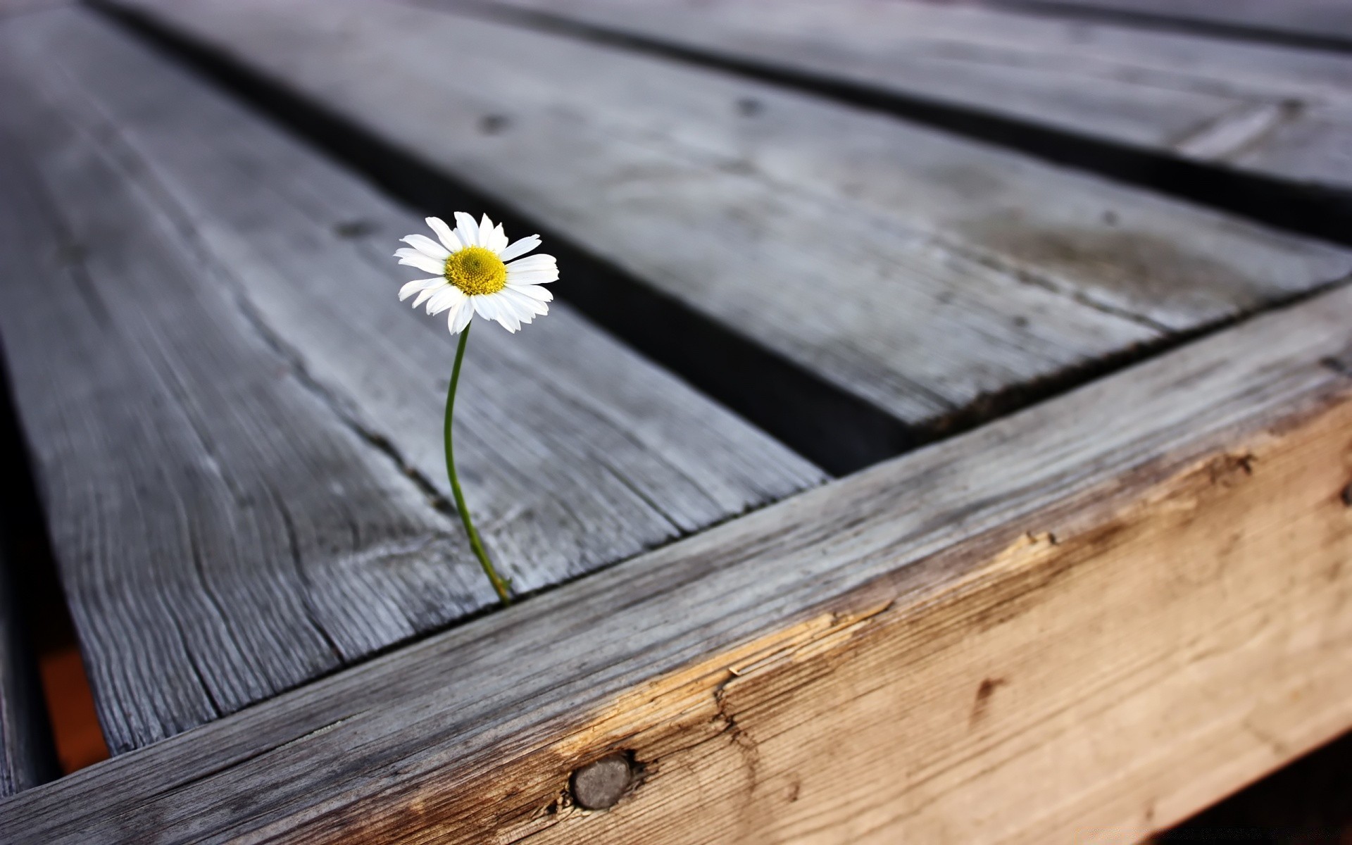 flowers wood wooden board desktop nature old rustic log table vintage texture grain