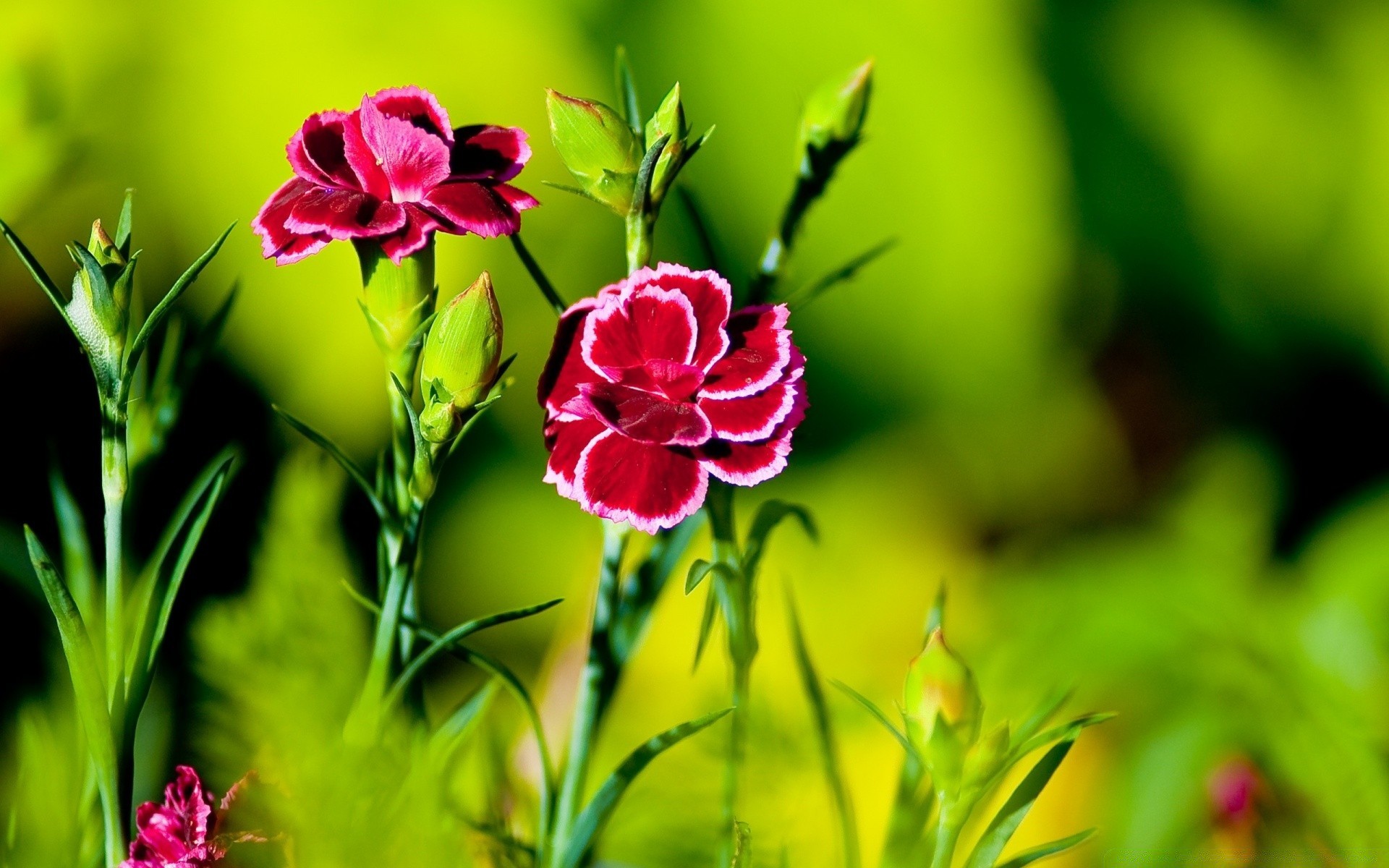 flowers nature flower flora leaf summer garden bright floral color field blooming grass growth petal close-up season