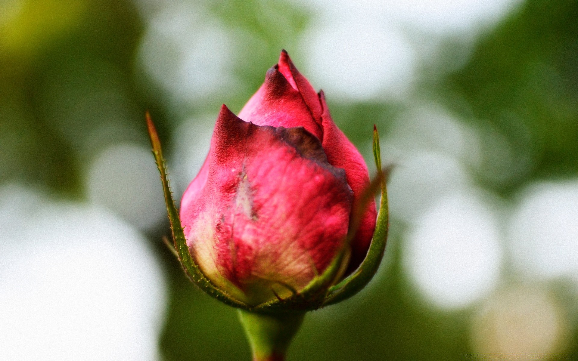 çiçekler doğa çiçek yaprak açık havada bahçe yaz flora yakın çekim gül