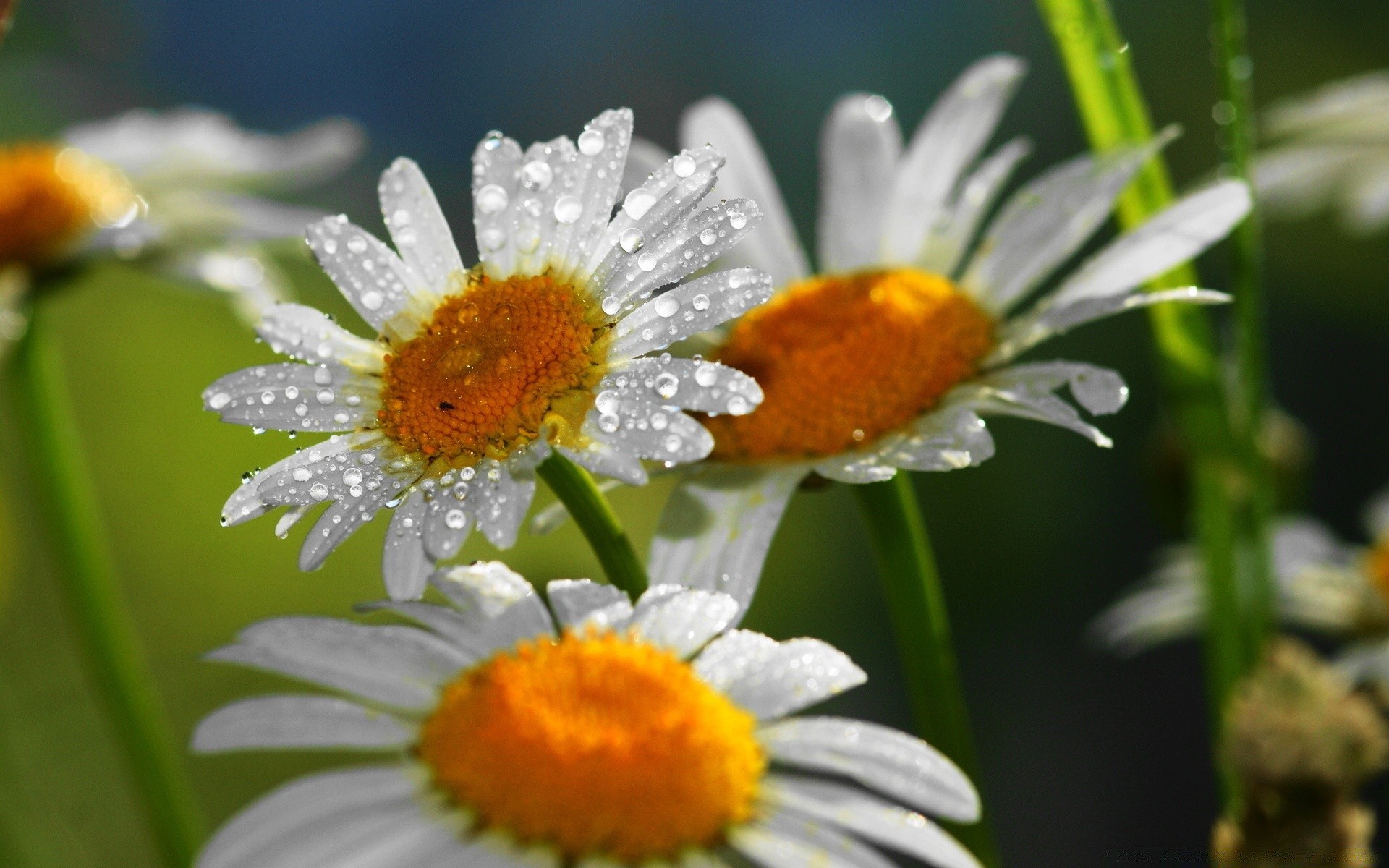 kwiaty natura flora kwiat lato liść ogród stokrotki zbliżenie jasny dziki kwiatowy wzrost kolor płatek sezon bluming owad