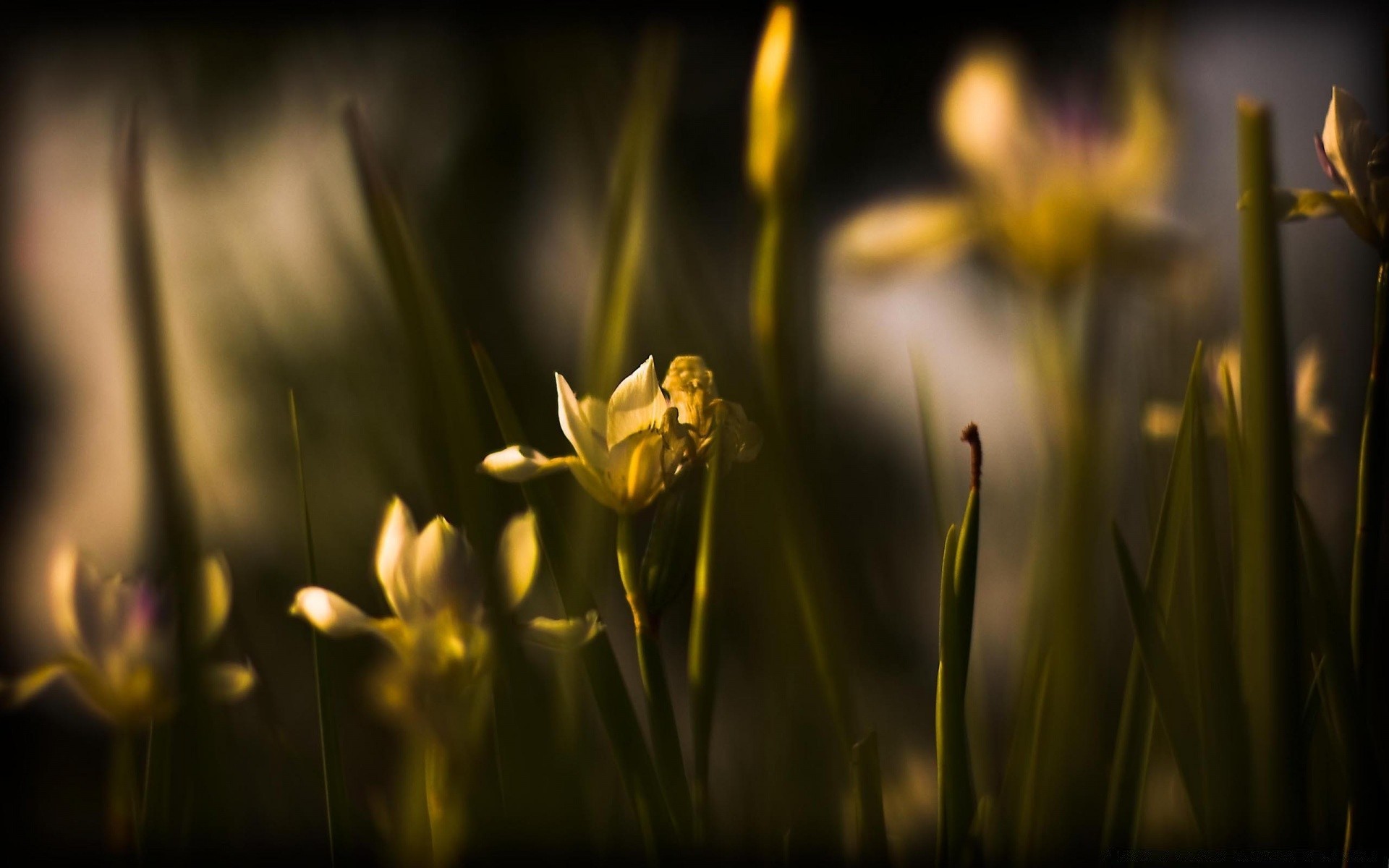 flowers flower nature blur grass garden summer flora tulip leaf sun growth dof fair weather bright easter outdoors field light