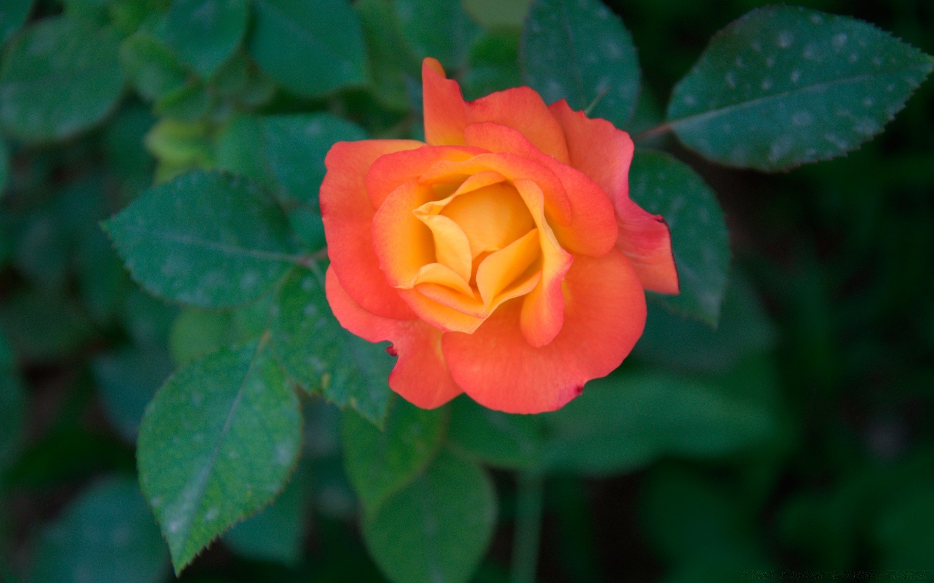 flores flor hoja rosa naturaleza flora pétalo bluming jardín verano floral color brillante romance hermoso