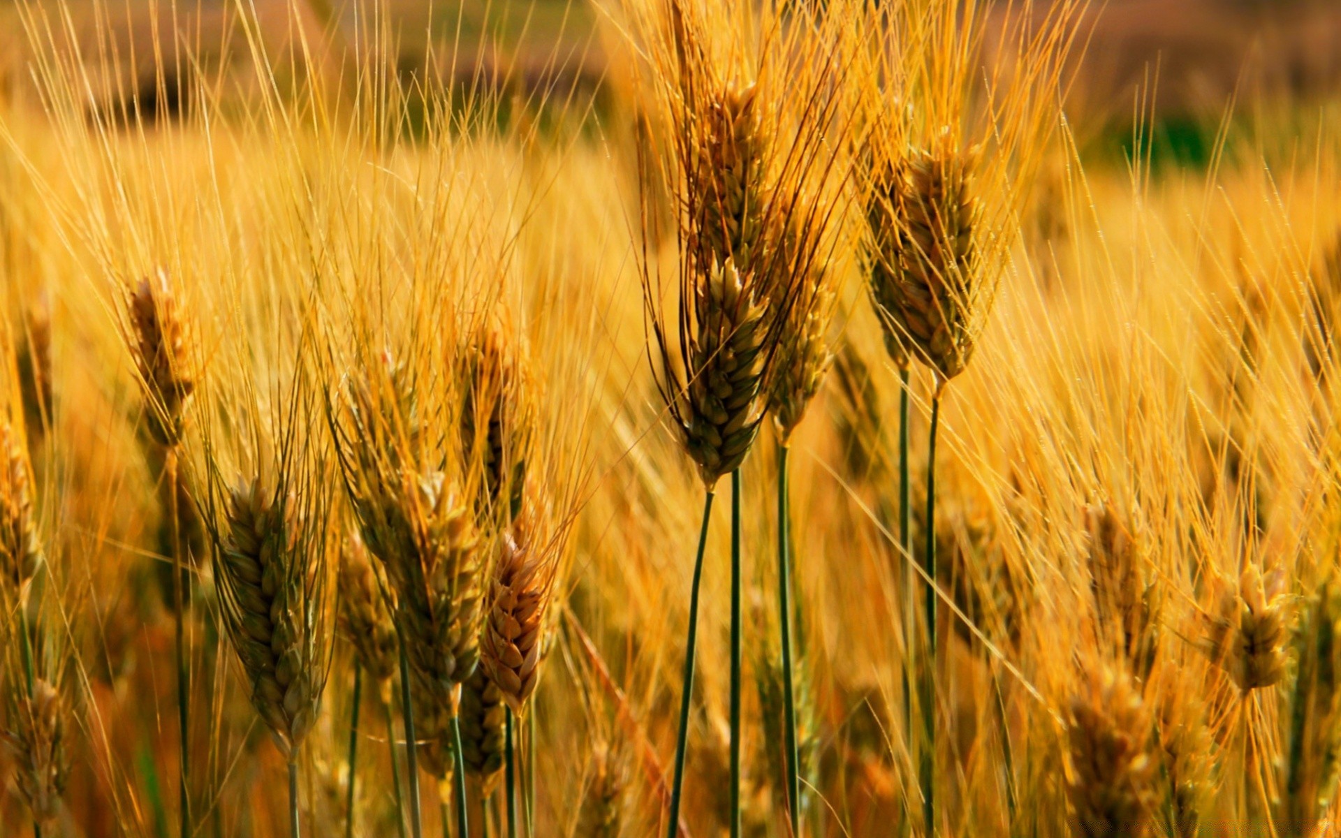 flores trigo cereais pão pasto centeio rural milho palha colheita cevada campo ouro fazenda semente campo agricultura terras agrícolas farinha crescimento