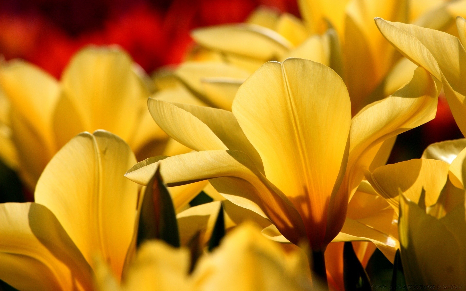 flowers flower nature flora petal leaf garden summer tulip floral easter lily bright love color blooming