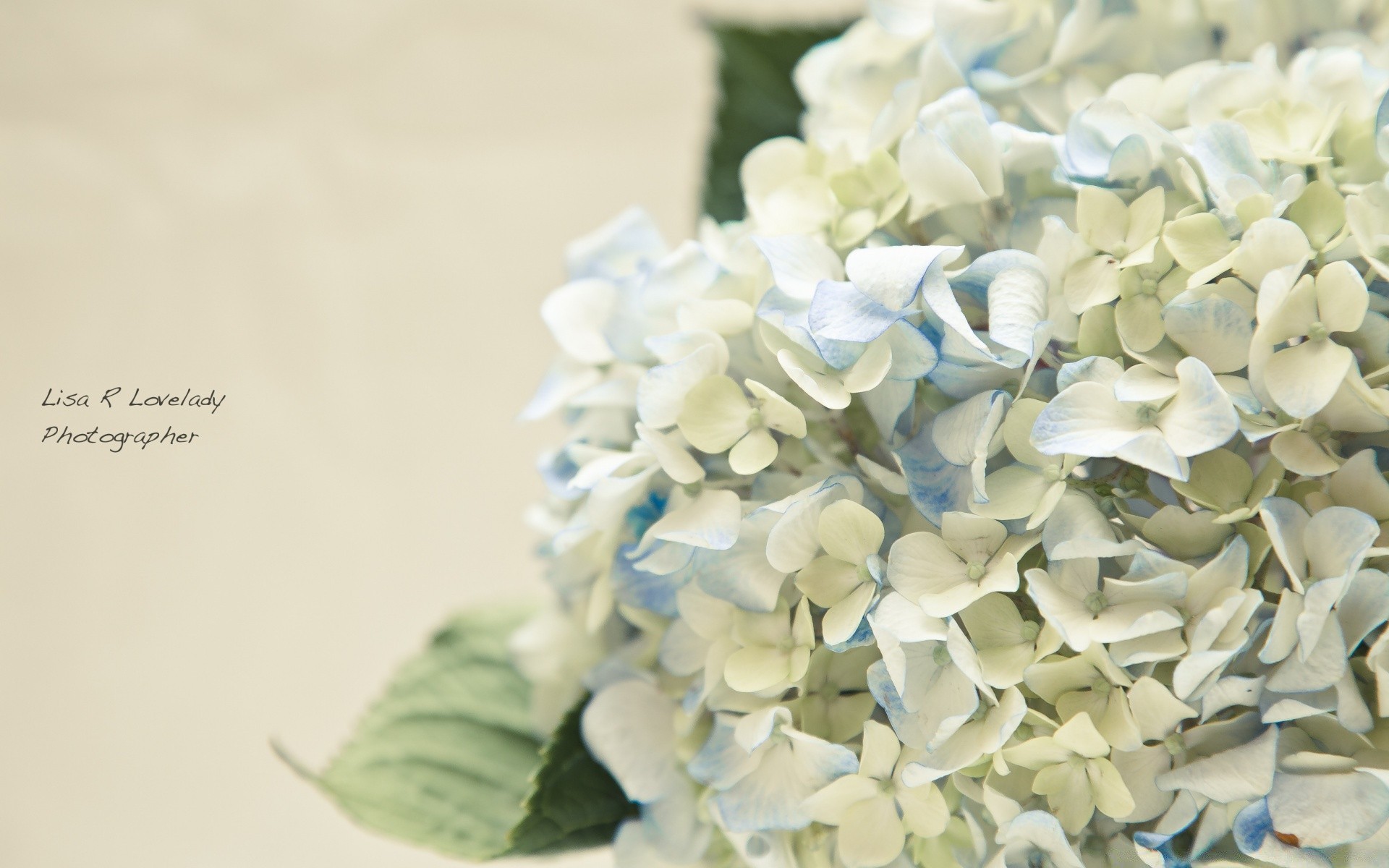 fleurs nature feuille flore