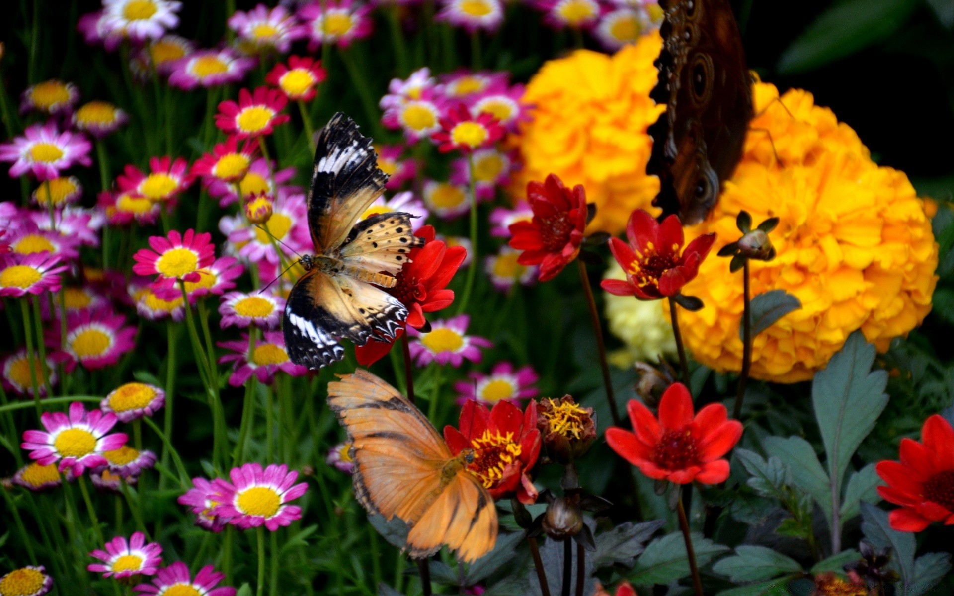 fleurs nature fleur jardin été flore papillon pétale à l extérieur insecte lumineux couleur floral feuille foin bluming saison herbe croissance champ