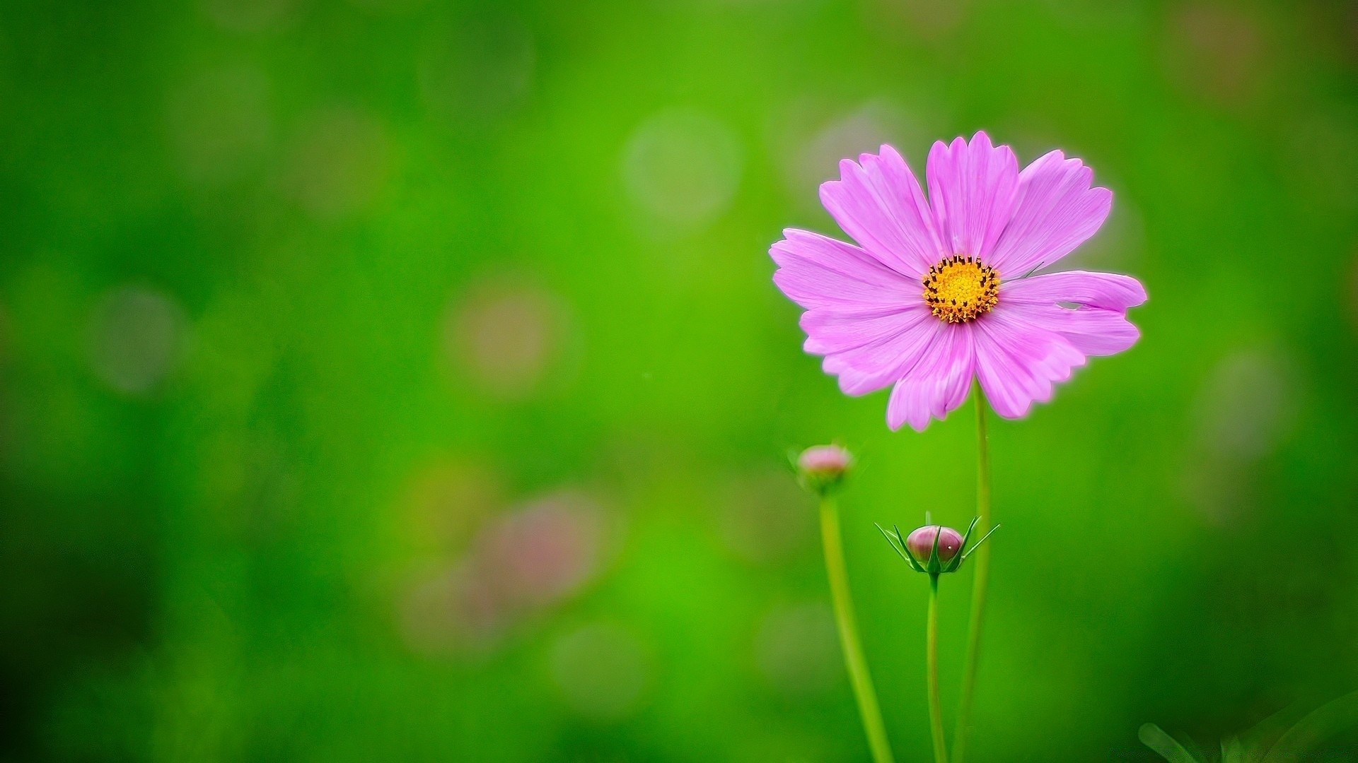 çiçekler doğa yaz çiçek flora parlak bahçe büyüme yaprak renk alan çimen