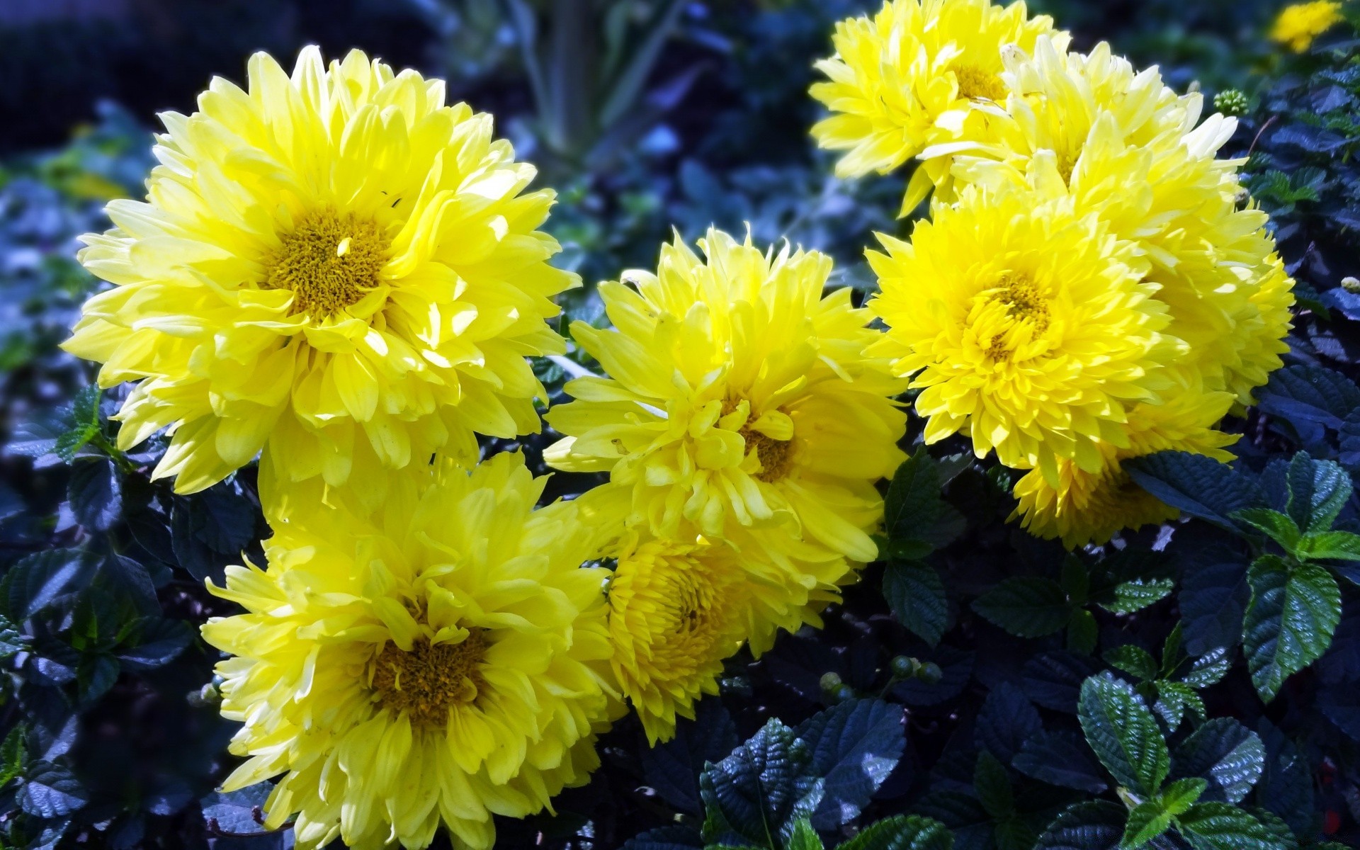 flowers flower nature flora summer garden blooming petal floral leaf color bouquet bright growth head dahlia perennial chrysanthemum vibrant botanical