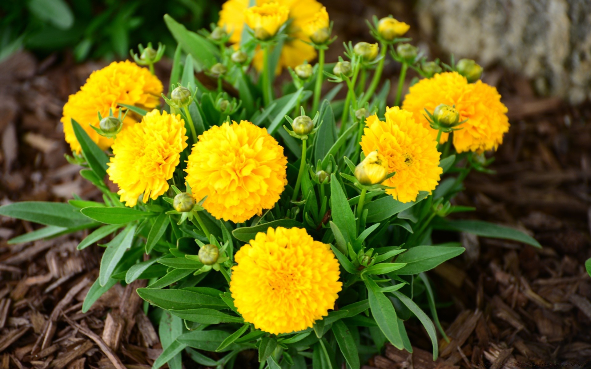 fleurs nature feuille fleur flore floral été jardin saison lumineux herbe champ bluming pétale lumineux beau temps à l extérieur calendula croissance gros plan