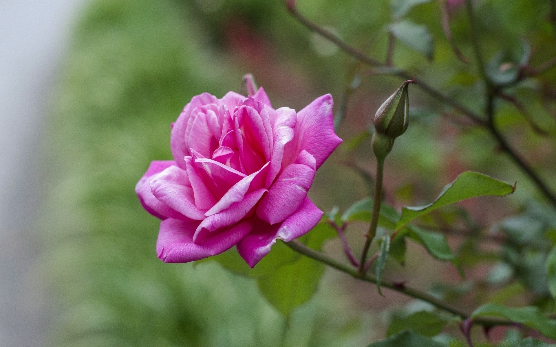 kwiaty natura kwiat liść flora róża ogród lato kolor kwiatowy płatek bluming piękny jasny romans miłość zbliżenie