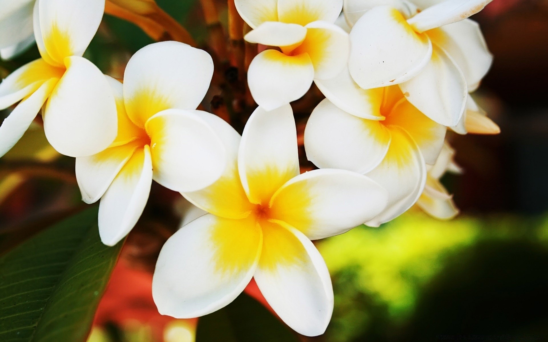 fiori fiore frangipani natura plumeria tropicale petalo flora foglia fiore floreale aloha giardino estate bella zen esotico luminoso