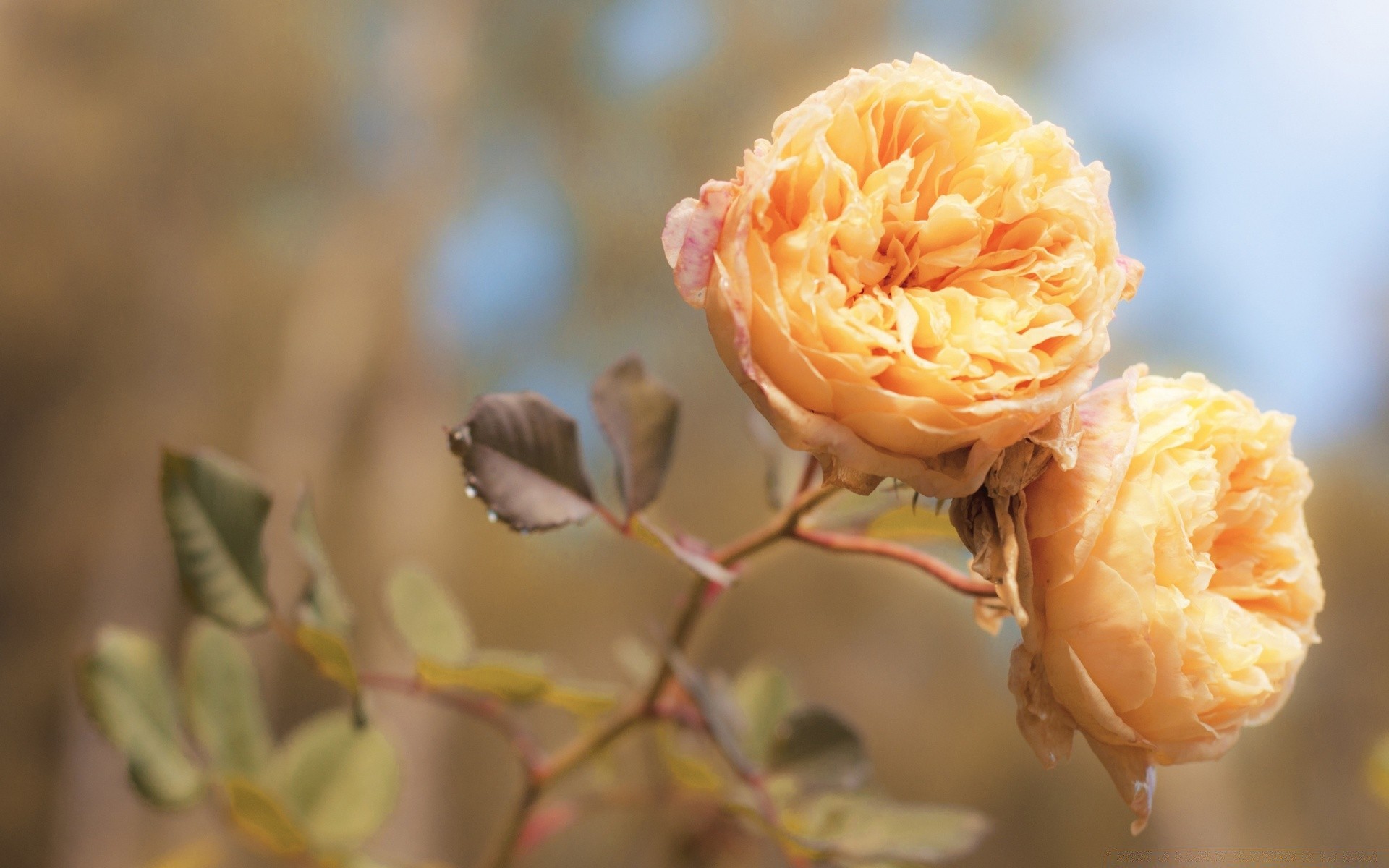 flowers nature flower leaf rose outdoors flora summer garden