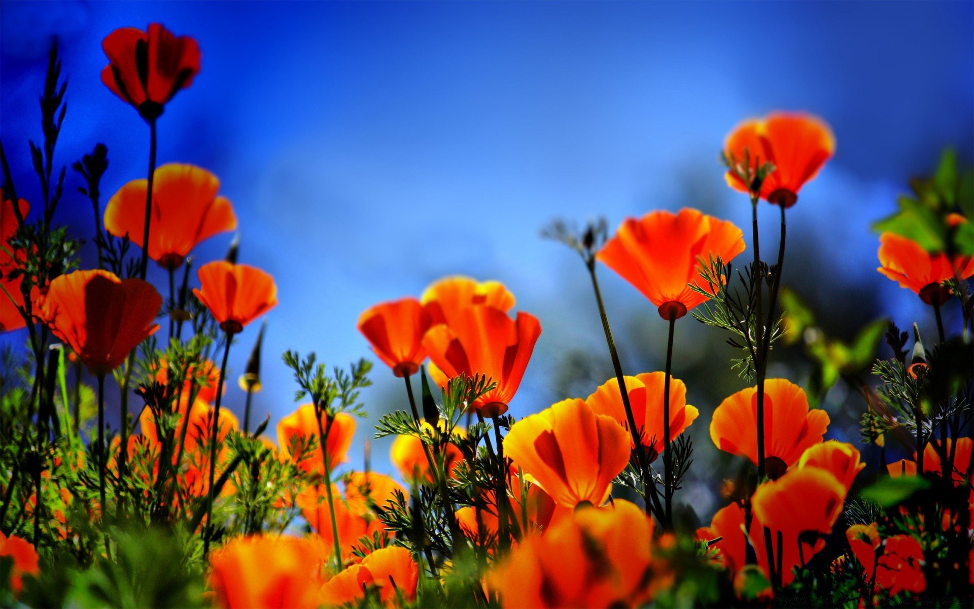 flowers nature poppy flower summer sun flora fair weather field garden bright rural leaf color growth petal outdoors grass floral hayfield