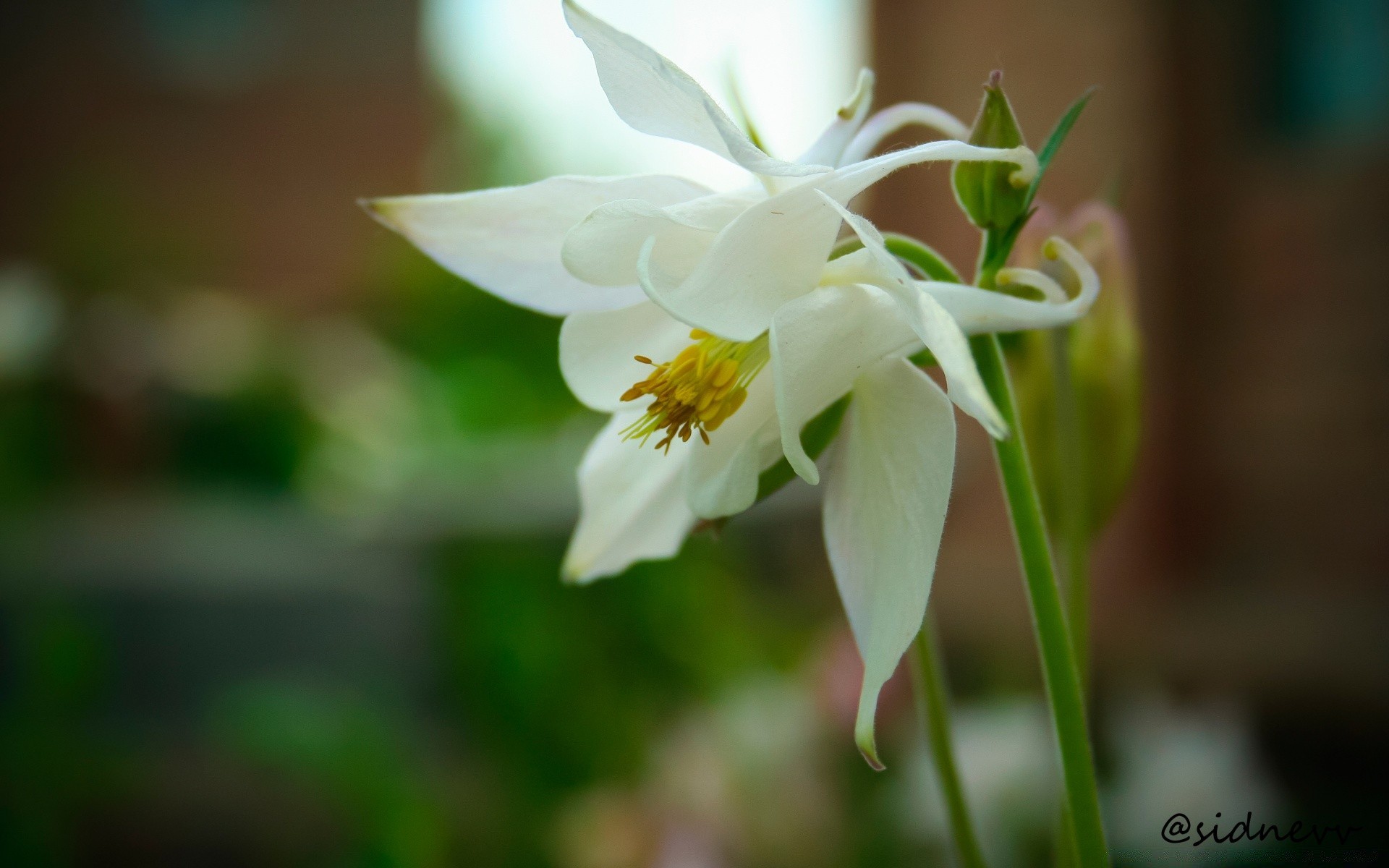 kwiaty natura kwiat liść flora wzrost ogród jasny lato delikatny na zewnątrz płatek