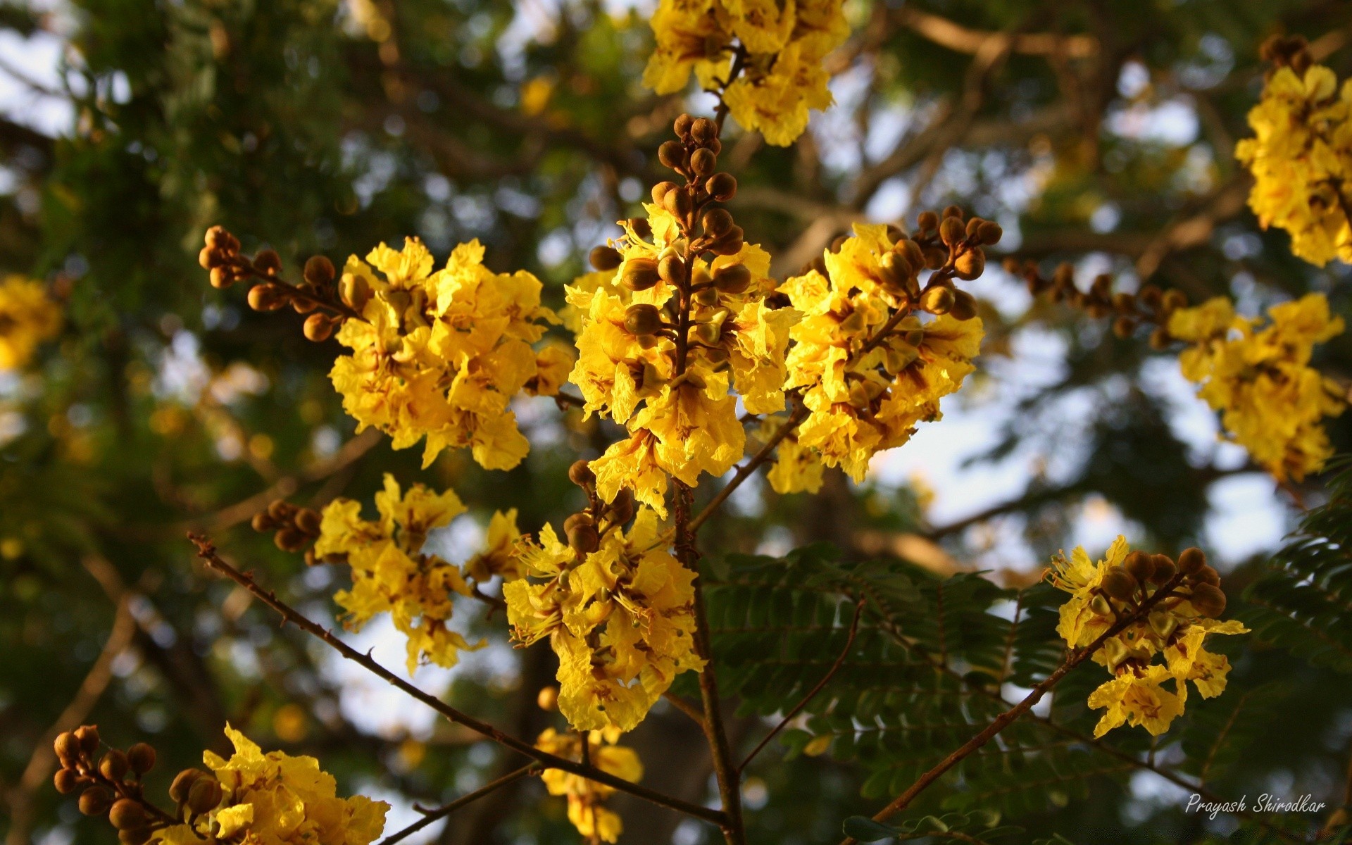 flores árbol hoja naturaleza rama flora flor temporada al aire libre color brillante crecimiento primer plano buen tiempo jardín parque floral luz del día verano floración