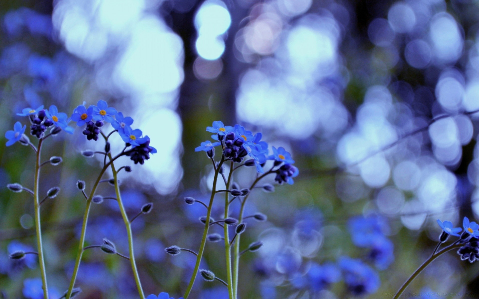 çiçekler çiçek doğa flora yaz bahçe renk yaprak bulanıklık taçyaprağı saman büyüme alan açık havada sezon parlak çiçek açan vahşi çiçek güzel hava