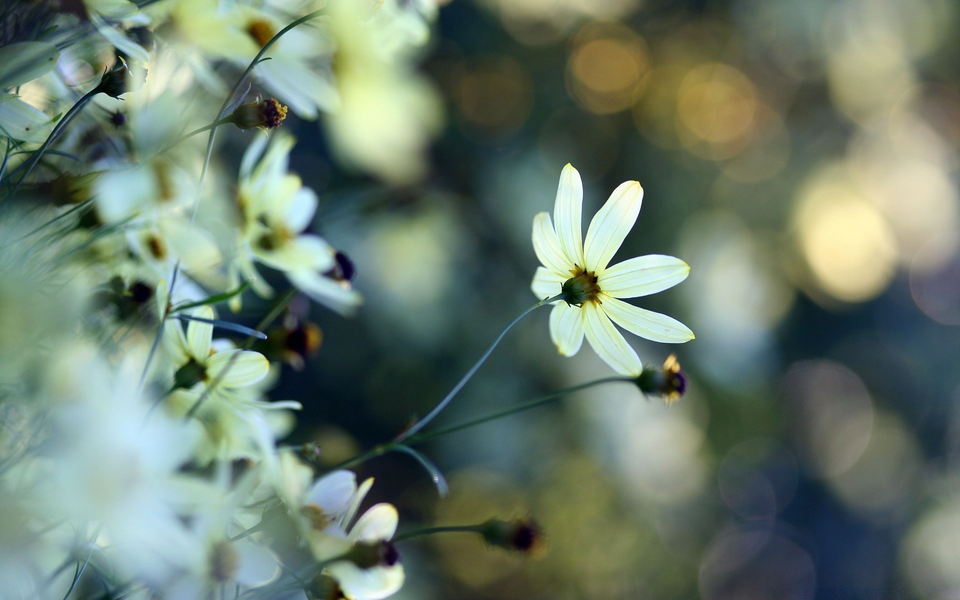 kwiaty natura kwiat flora ogród lato liść kolor piękne zbliżenie jasny bluming na zewnątrz sezon park słońce drzewo kwiatowy rozmycie wzrost