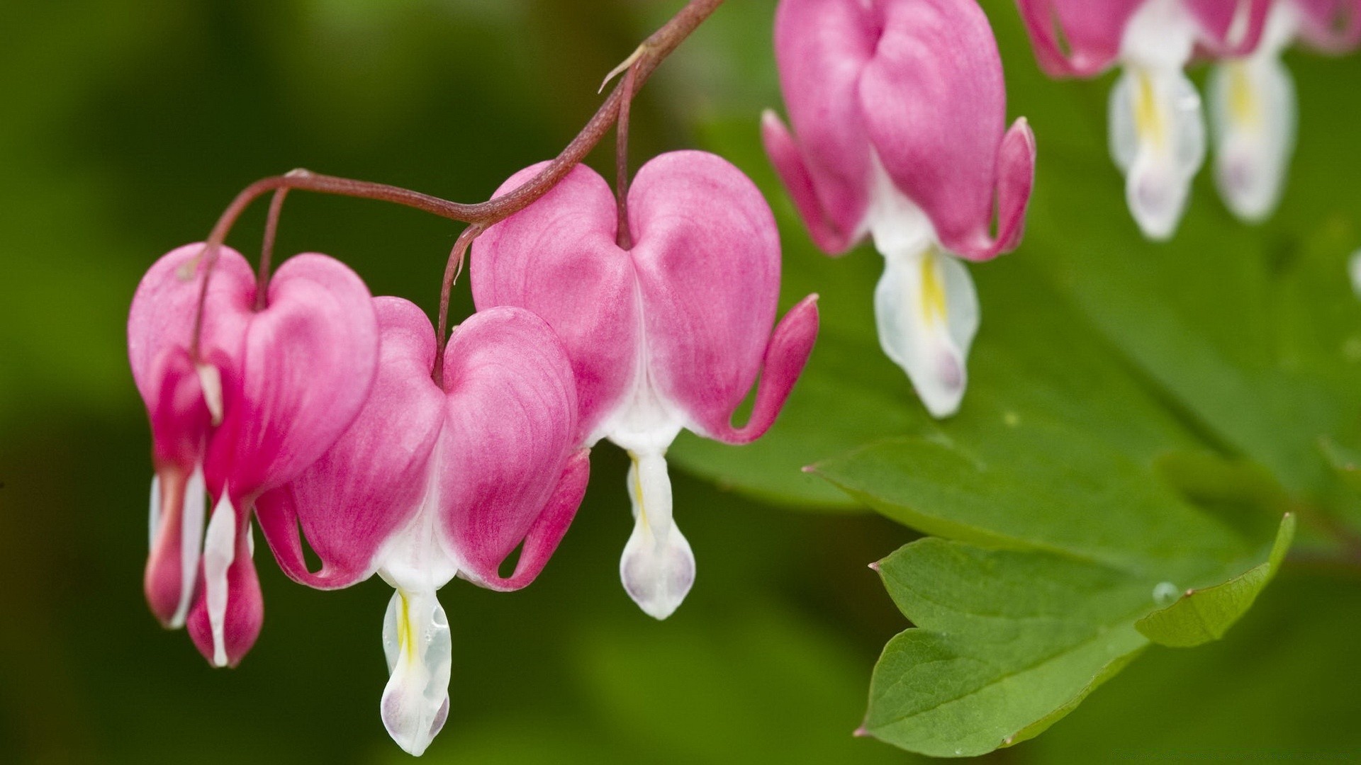 çiçekler doğa çiçek flora bahçe petal çiçek açan parlak renk yaprak çiçek yakın çekim güzel açık havada yaz