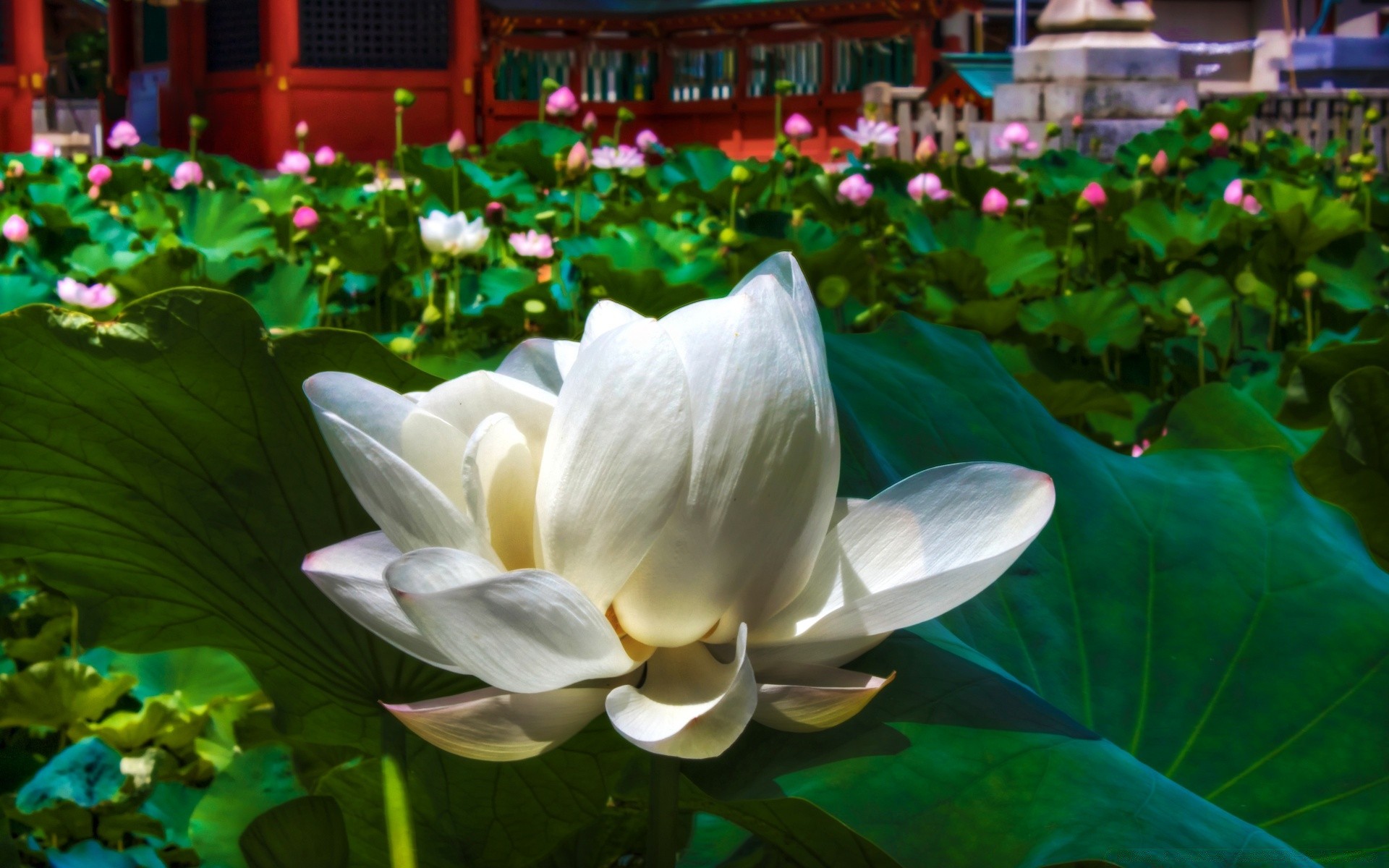 花 莲花 花 池 花园 百合 叶 植物群 热带 盛开 公园 水生 夏天 异国情调 自然 禅 圣 花瓣 美丽 游泳 水