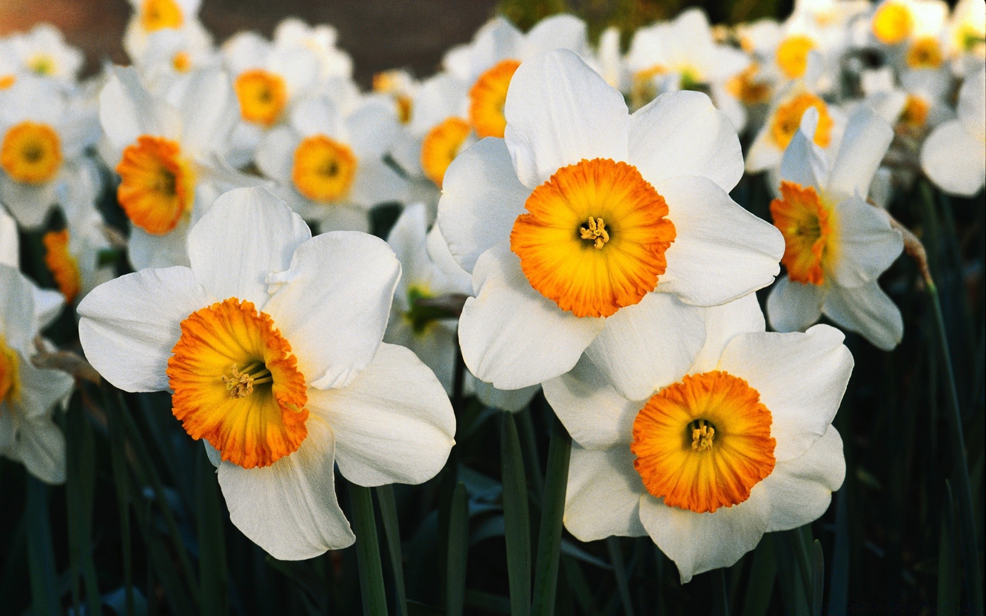 flowers flower nature flora color easter bright floral garden season blooming leaf summer petal field head