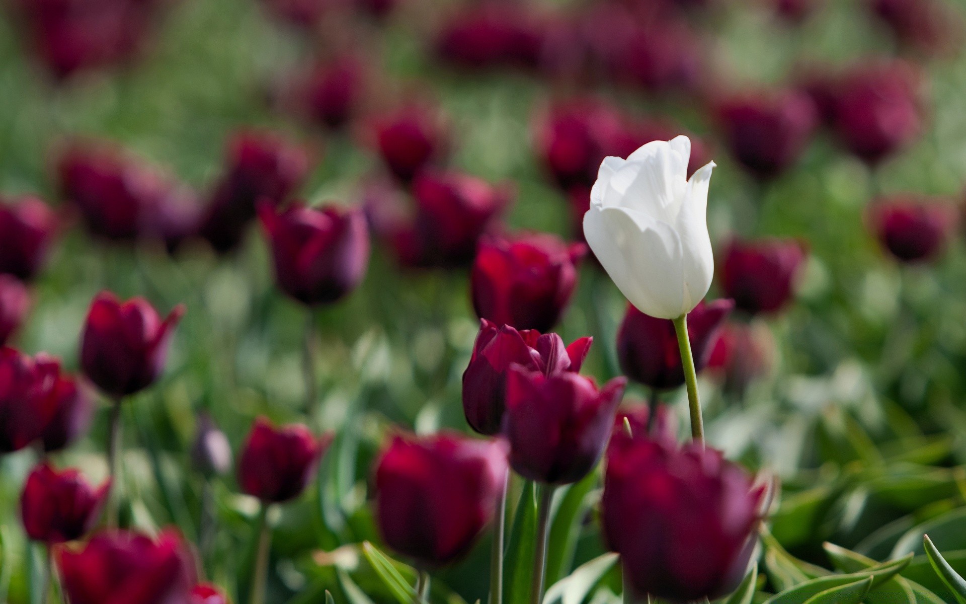 flowers tulip flower nature garden leaf flora summer floral color petal bouquet blooming bright rose love