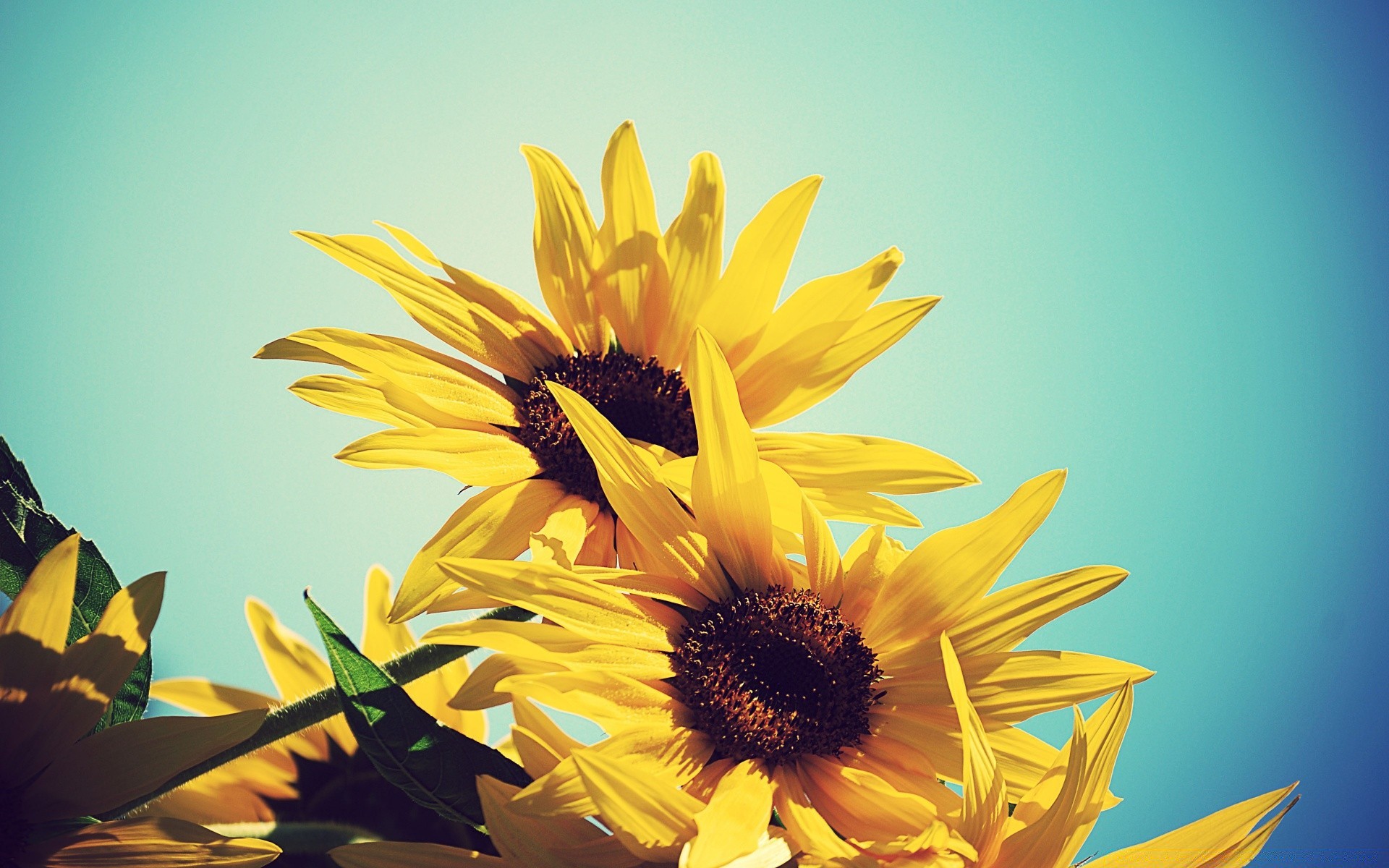 fleurs nature été fleur feuille flore lumineux croissance tournesol en plein air beau temps soleil