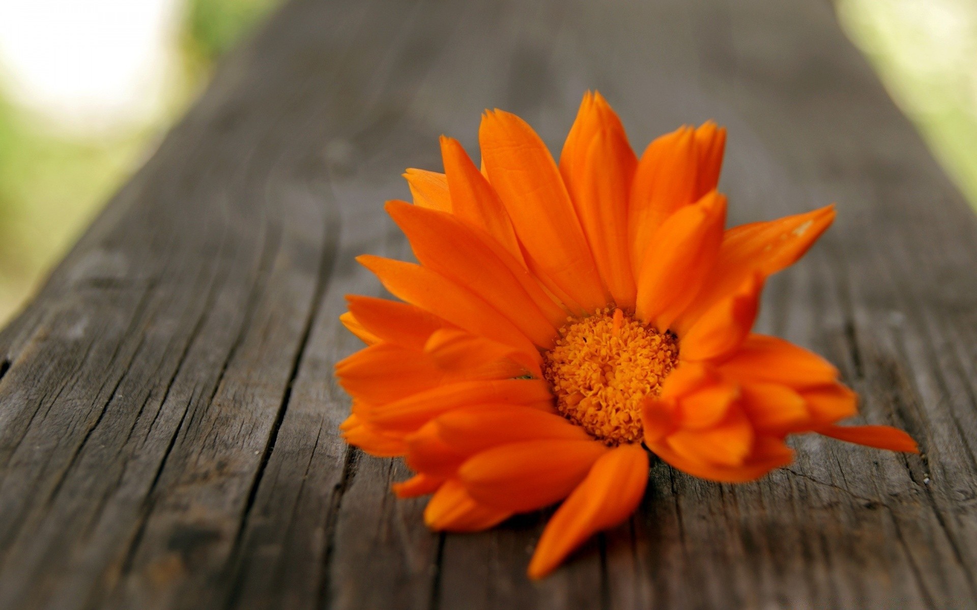 flowers nature flower summer flora leaf garden bright petal color outdoors close-up