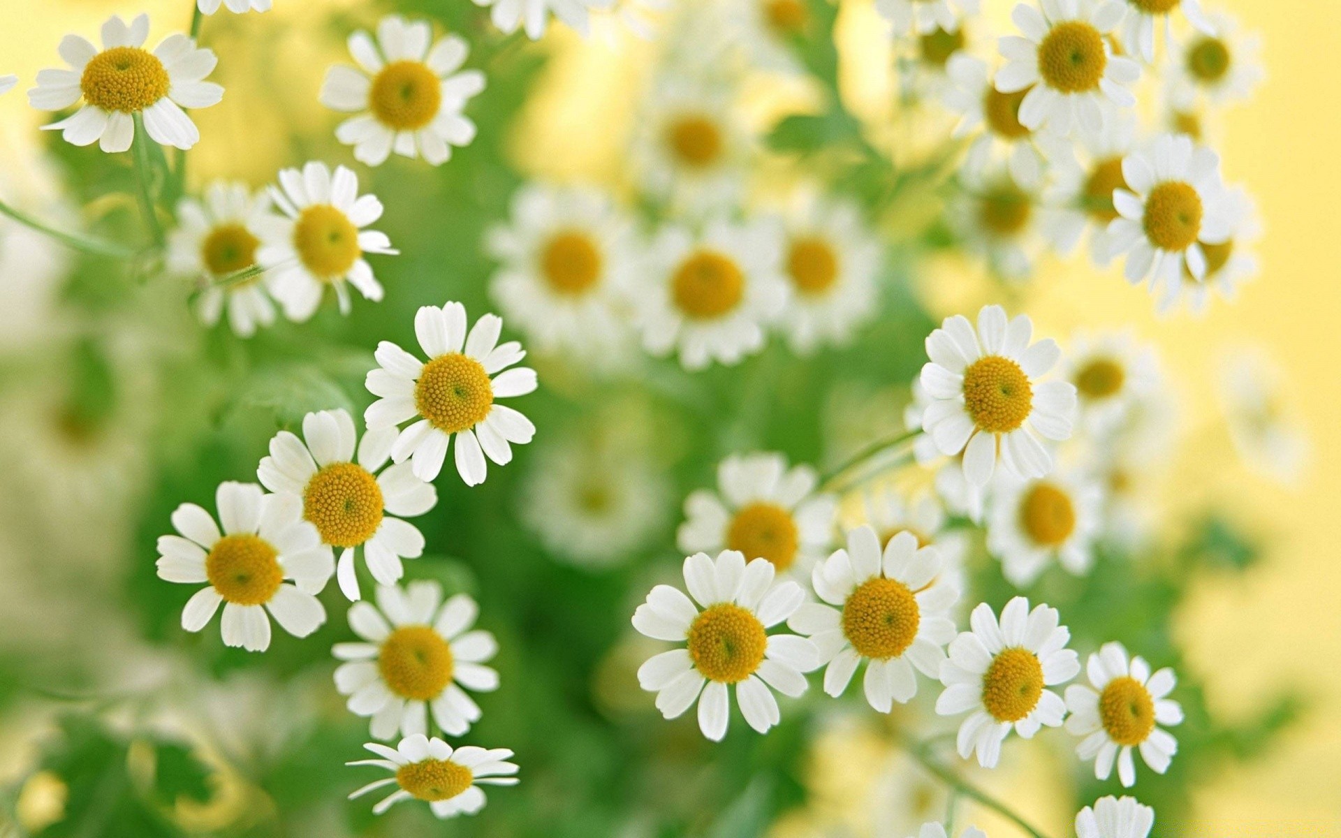 çiçekler çiçek doğa flora papatyalar yaz saman yaprak çiçek alan bahçe parlak taçyaprağı çiçeklenme büyüme renk sezon çimen güzel hava güneşli