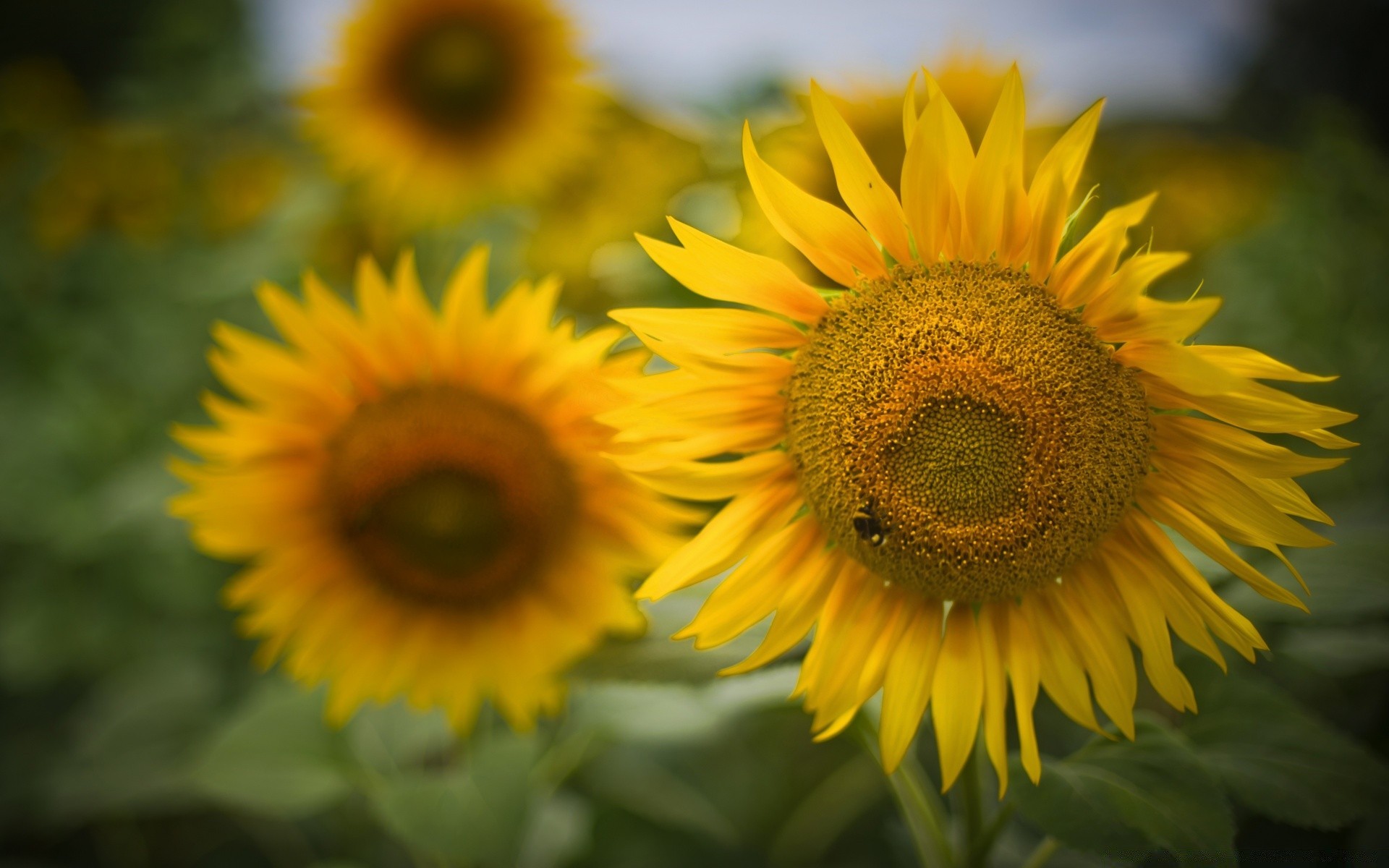 fiori natura flora fiore girasole estate foglia giardino petalo luminoso floreale crescita sole bello colore fioritura close-up bel tempo luminoso campo