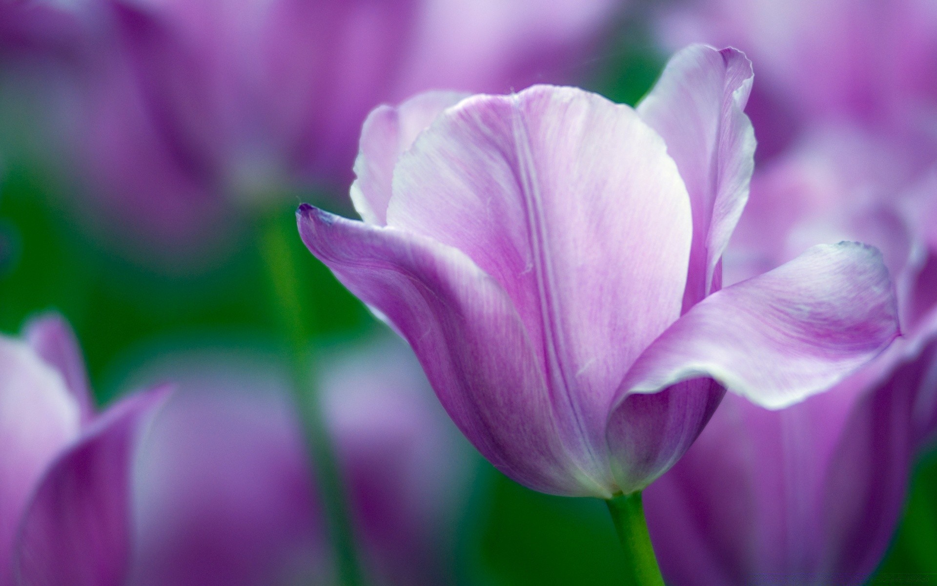 flowers nature flower flora garden summer leaf tulip bright color growth petal floral easter blooming beautiful field delicate