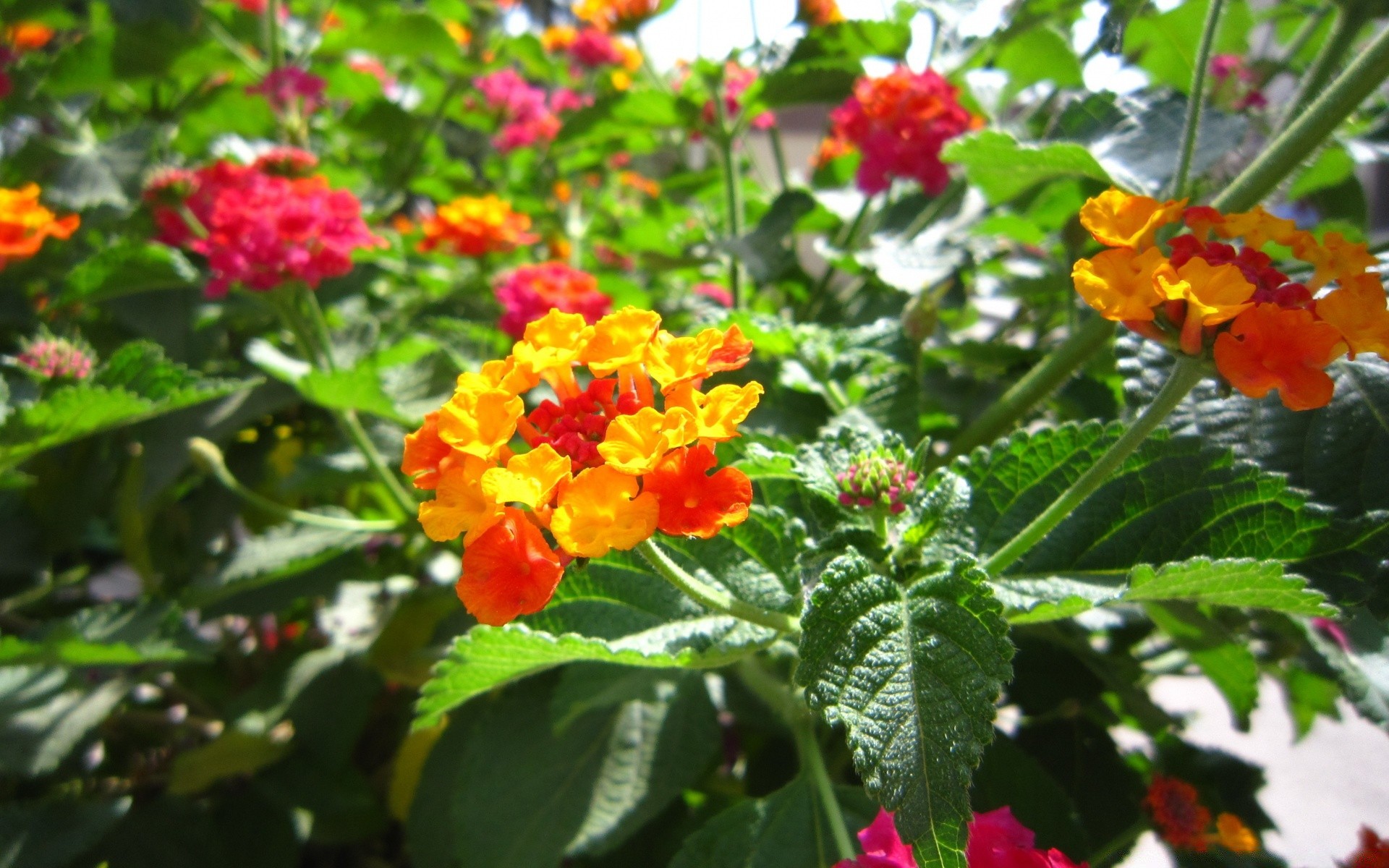 fleurs nature feuille jardin flore fleur été saison floral bluming couleur lumineux arbuste croissance à l extérieur branche décoration pétale fraîcheur gros plan