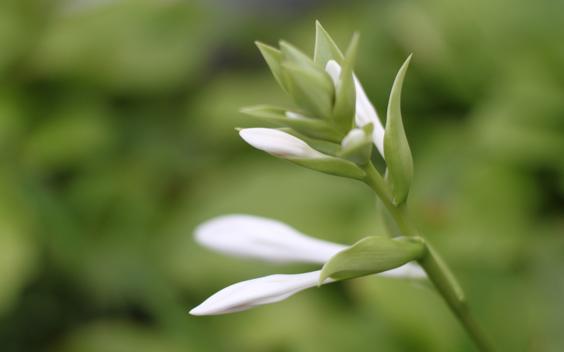 blumen natur blatt flora wachstum blume im freien sommer unschärfe garten