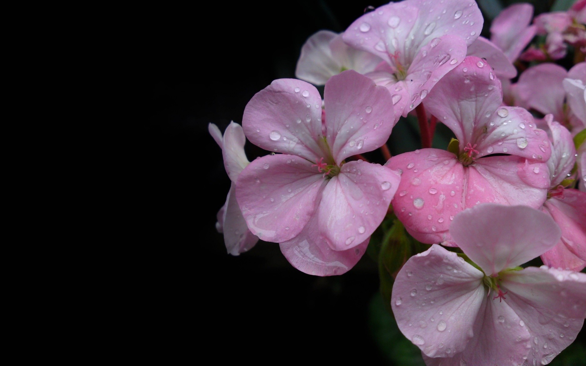 flowers flower flora nature garden petal leaf blooming floral color bright delicate beautiful summer