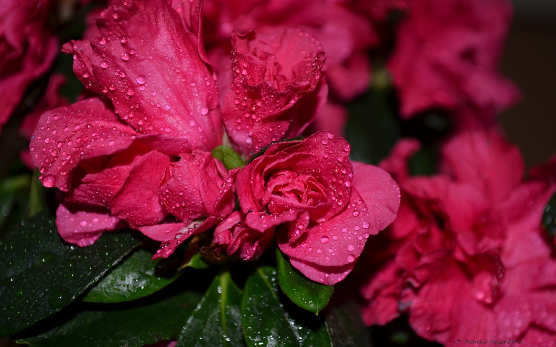 flowers flora nature flower leaf garden petal floral blooming summer color beautiful rose bright close-up