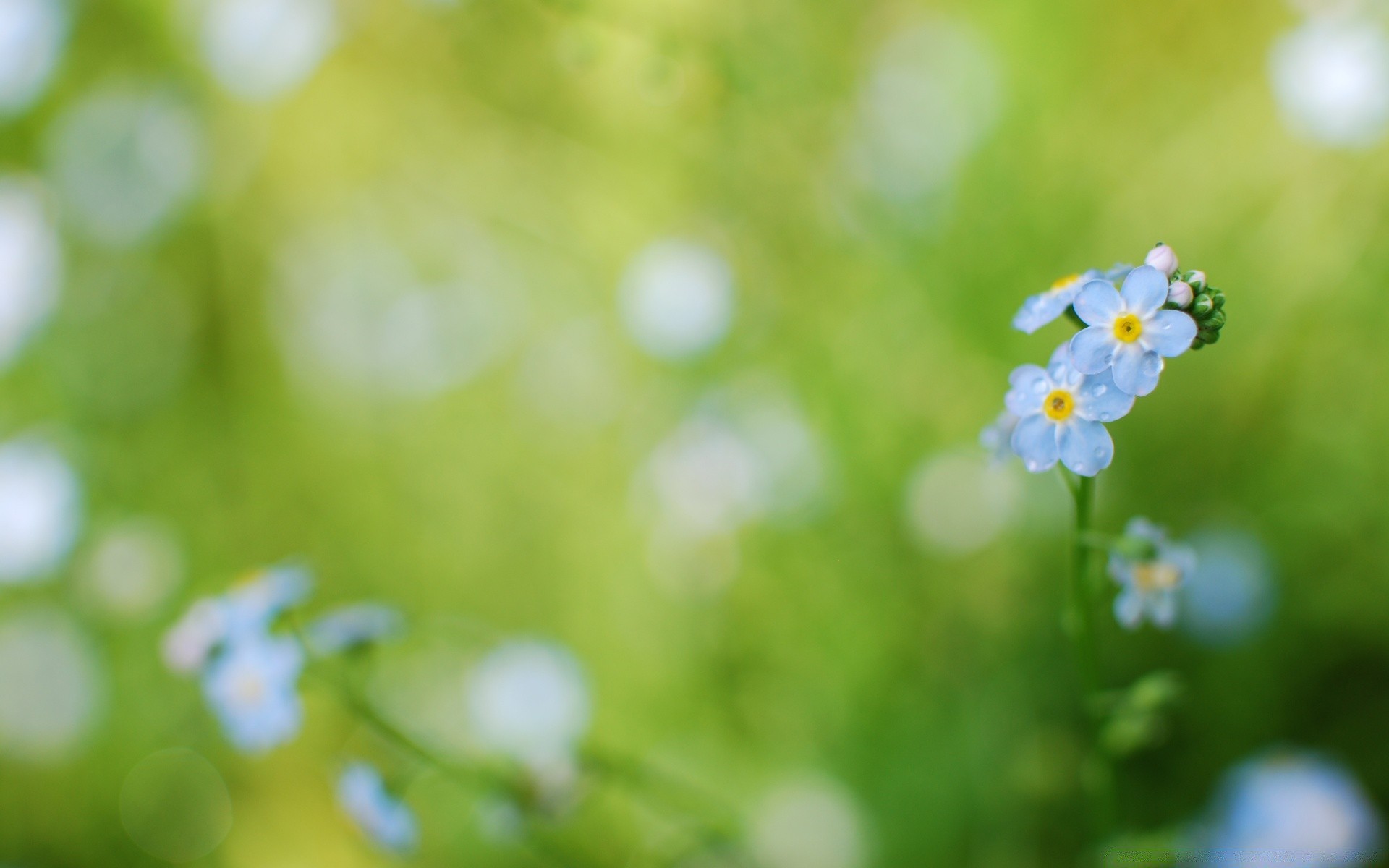 çiçekler doğa bulanıklık flora yaprak çiçek yaz büyüme bahçe güzel hava koşulları çimen açık havada parlak