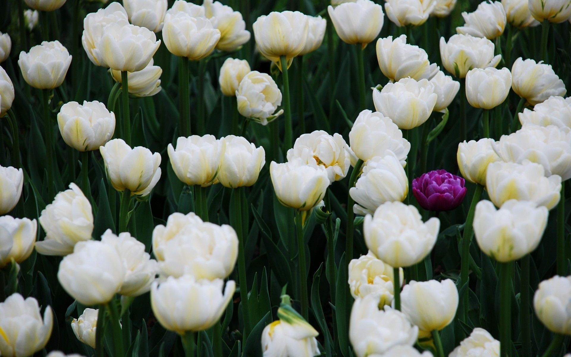 kwiaty tulipan natura kwiat ogród flora kwiatowy lato liść płatek bluming bukiet jasne pole kolor sezon łuska lampa klaster romans