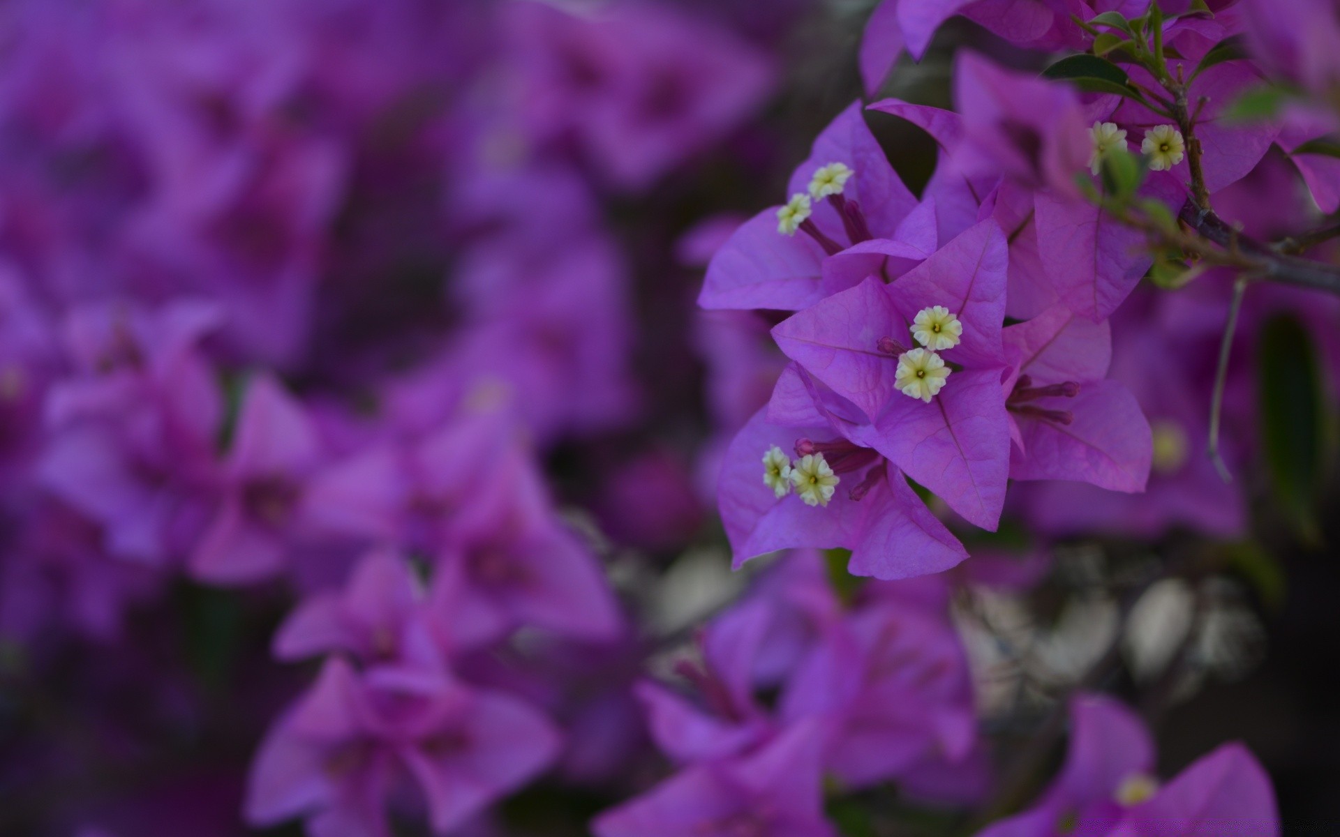 çiçekler doğa çiçek flora bahçe yaz violet açık havada yaprak petal büyüme çiçek açan renk çiçek parlak