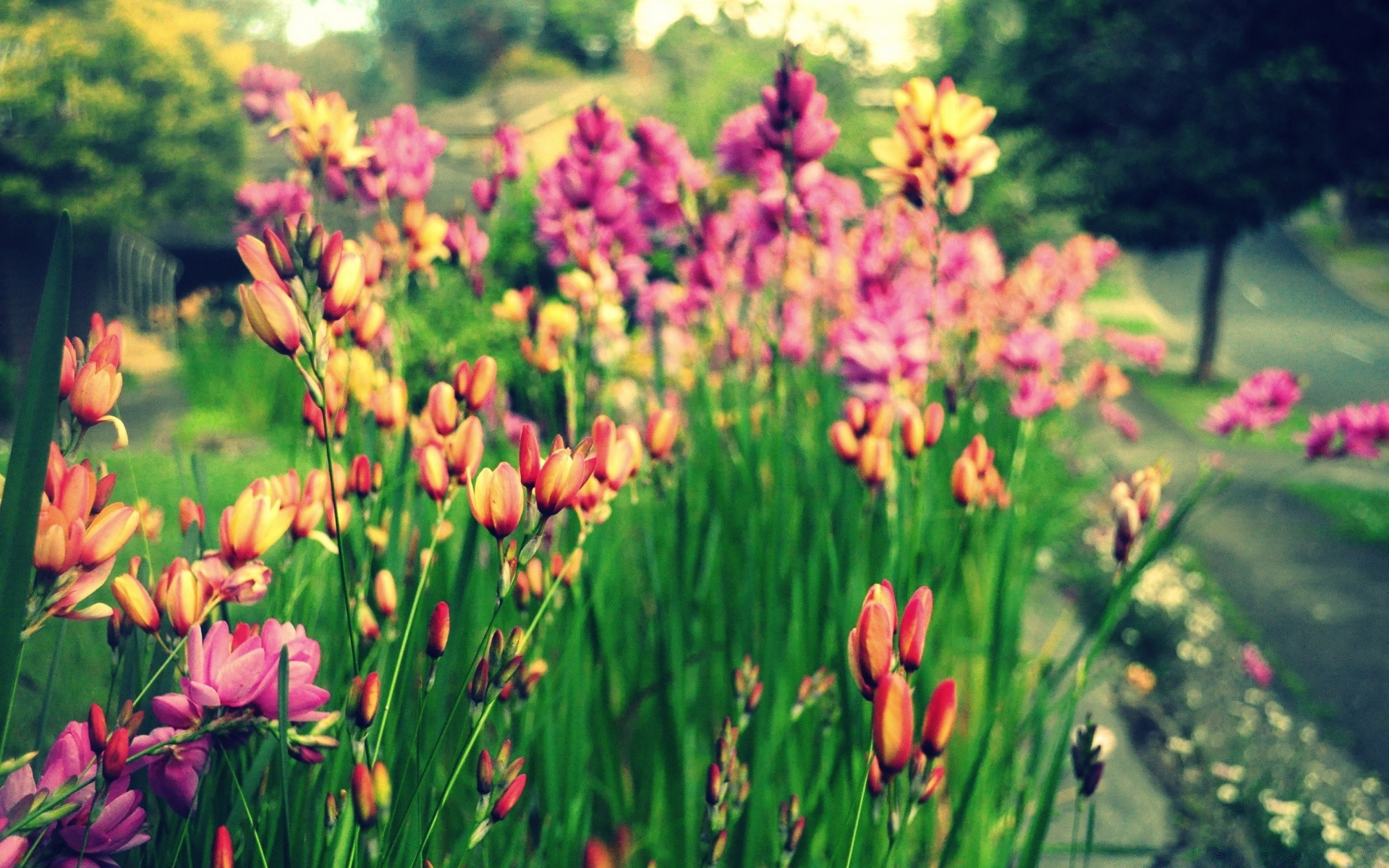 fiori fiore natura giardino flora estate tulipano erba all aperto floreale fiore foglia crescita brillante stagione campo petalo parco colore fieno