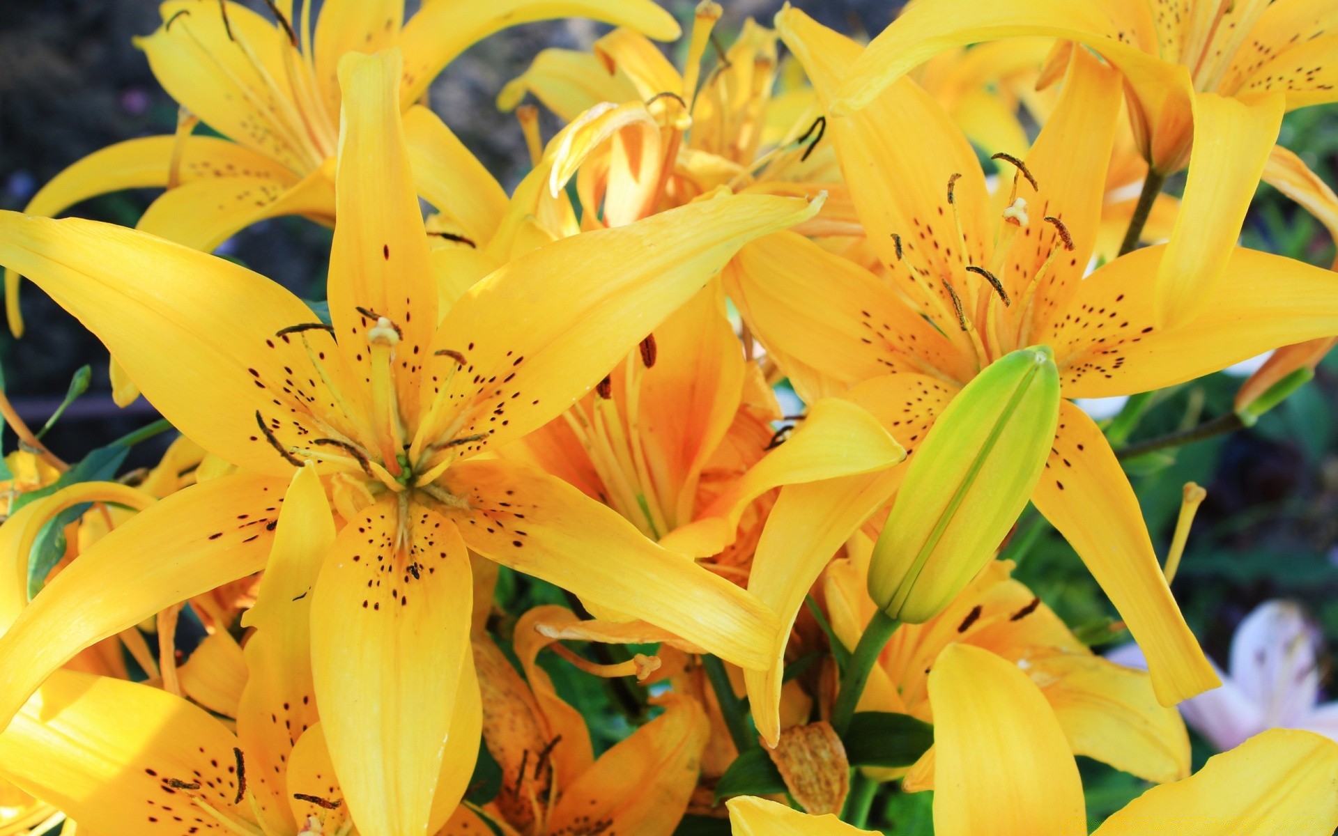 flowers nature flower summer lily flora leaf bright floral beautiful color petal close-up elegant outdoors