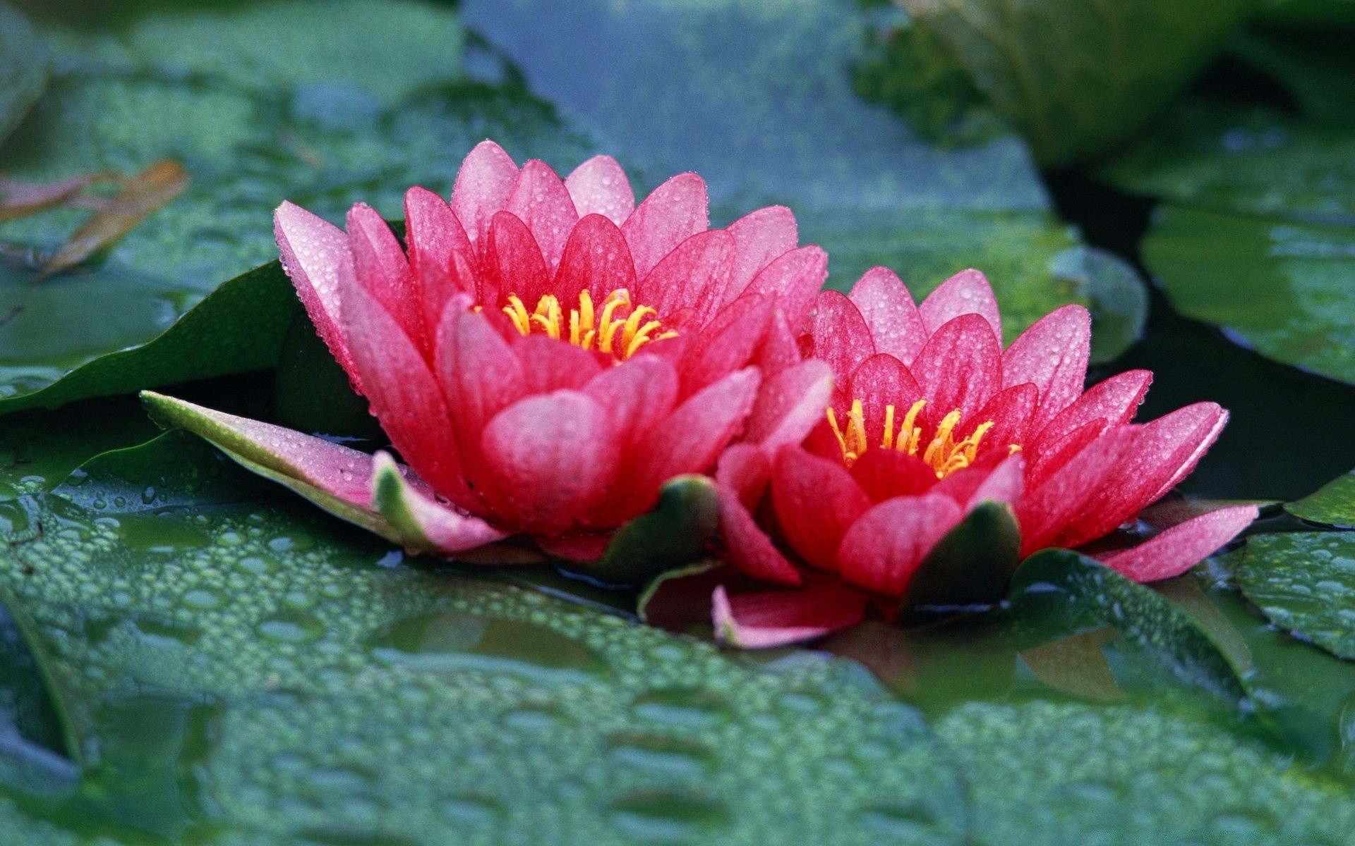 flowers flower petal garden leaf nature flora blooming lily pool lotus zen summer meditation floral beautiful tropical