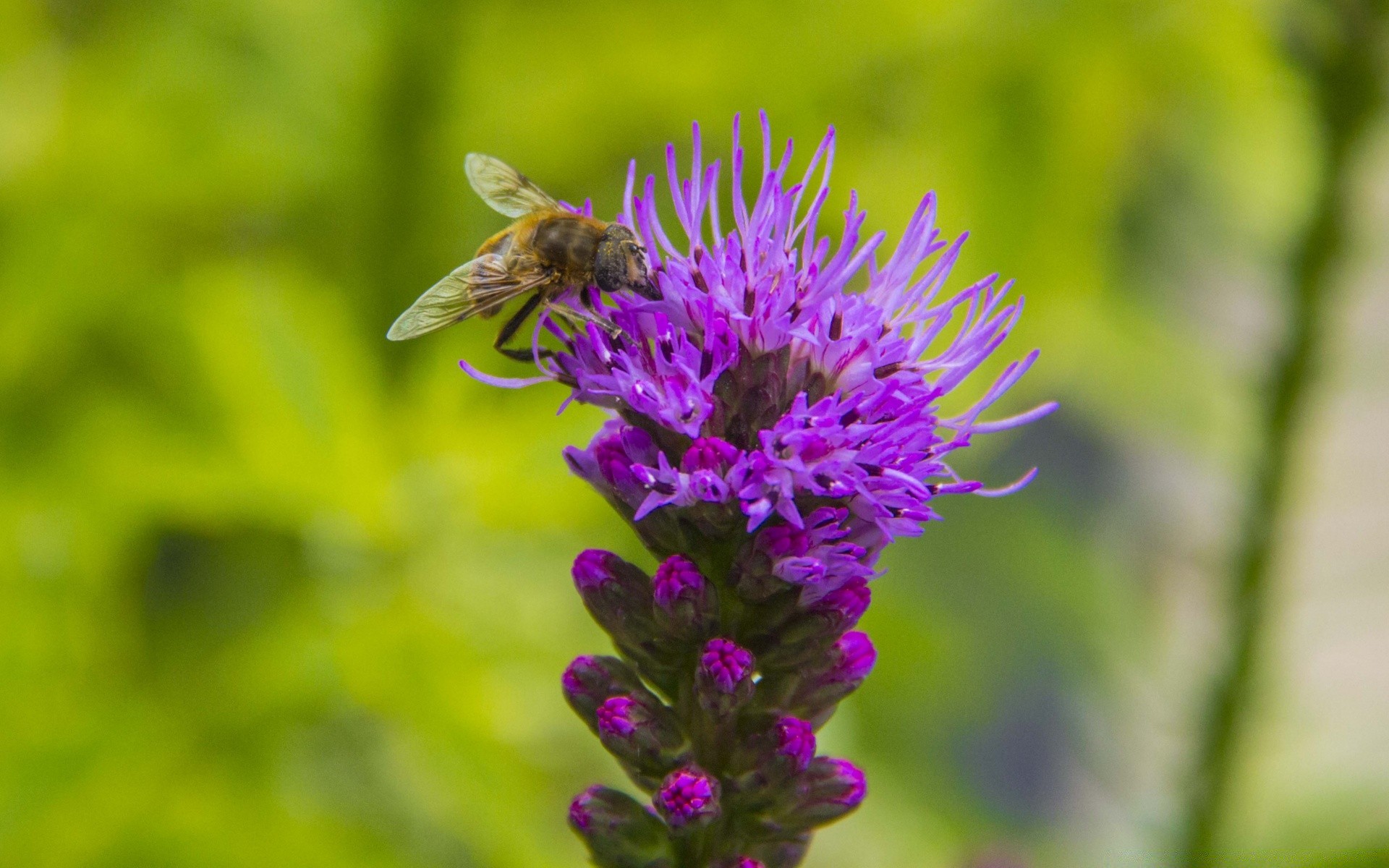 blumen natur insekt sommer blume biene im freien blatt flora garten wild honig gras pollen