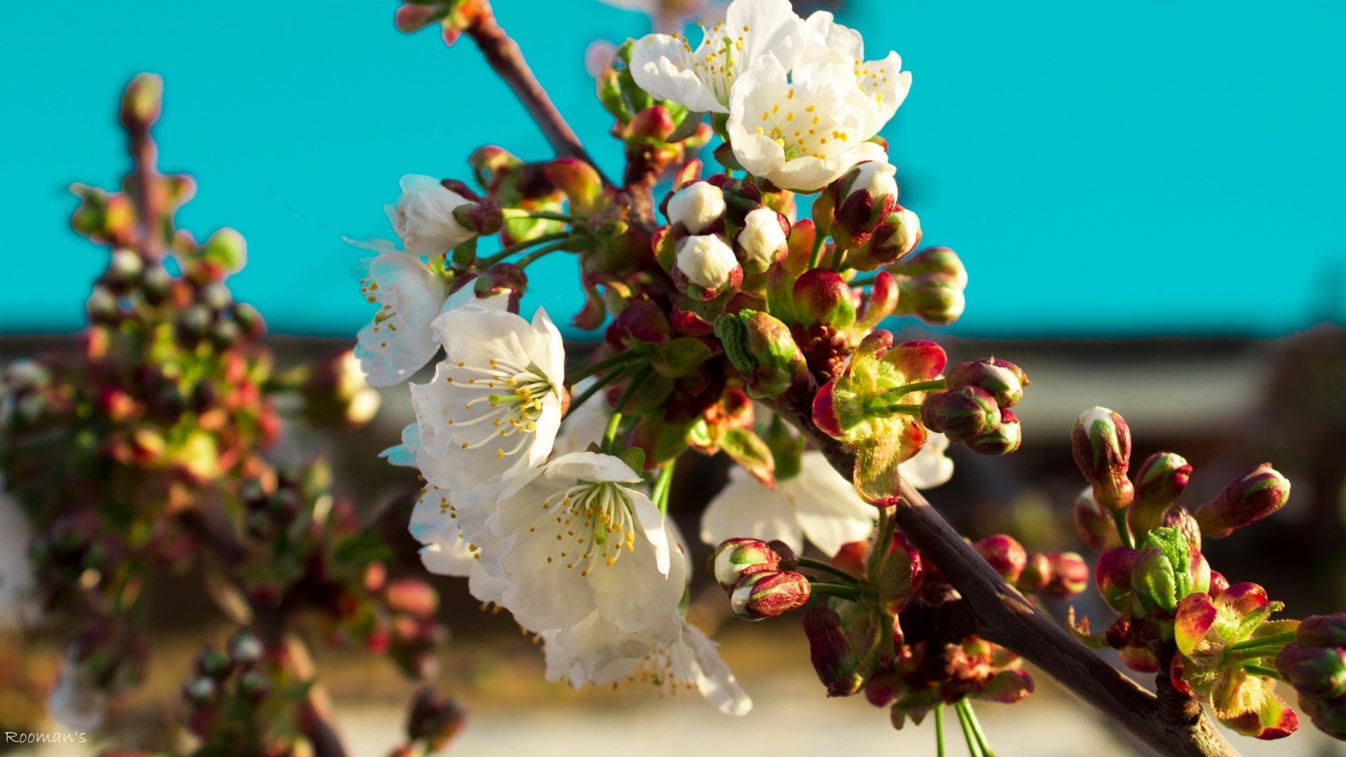 fleurs fleur nature arbre branche cerise feuille à l extérieur flore pomme jardin été saison